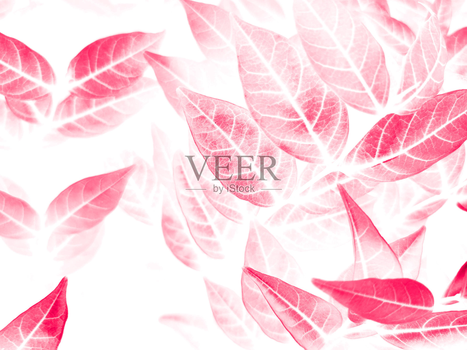 美丽抽象的颜色灰色和粉红色的花在白色的背景，白色的花框架和粉红色的叶子纹理，粉红色的背景照片摄影图片
