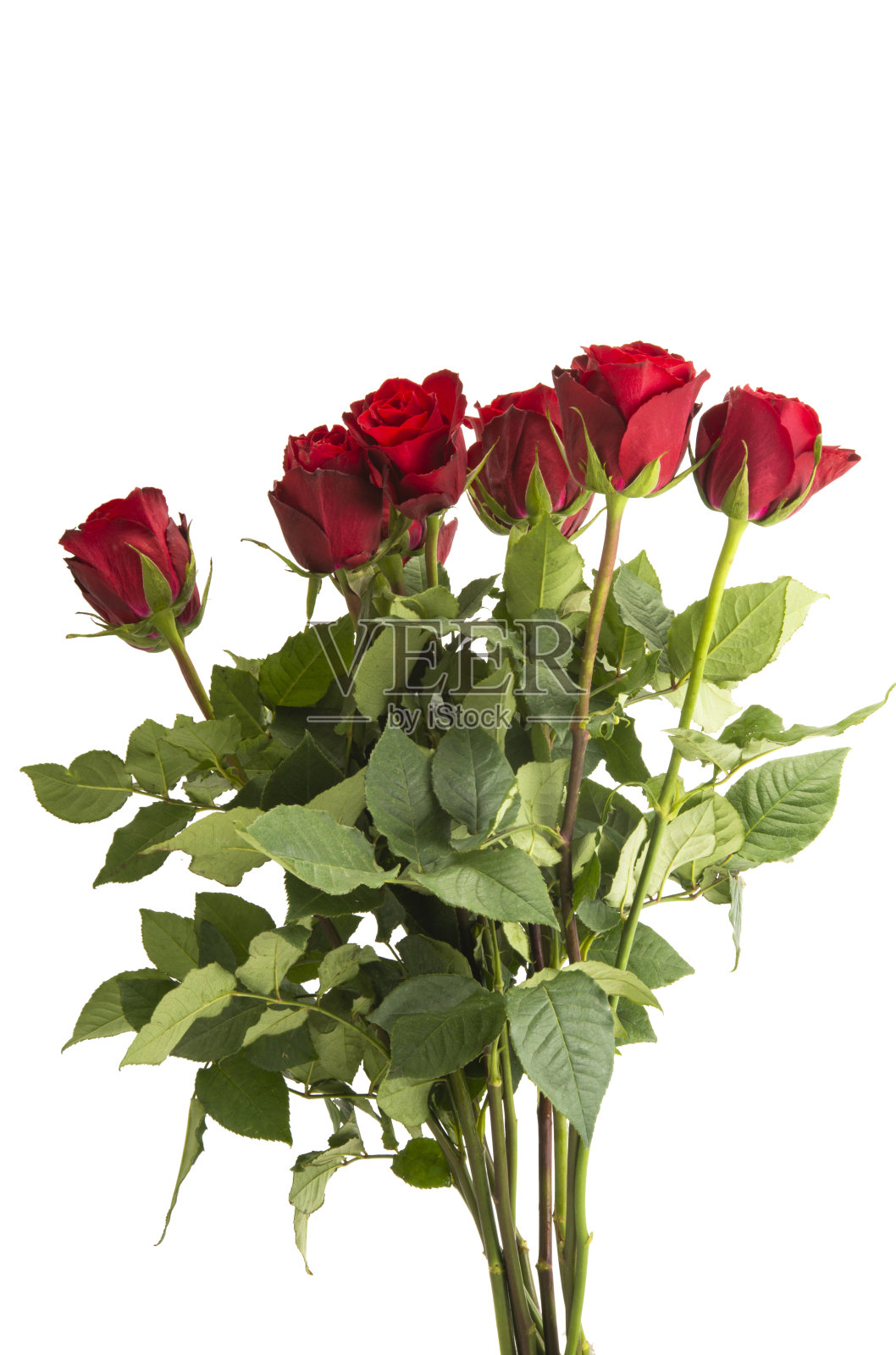 美丽的红玫瑰照片摄影图片