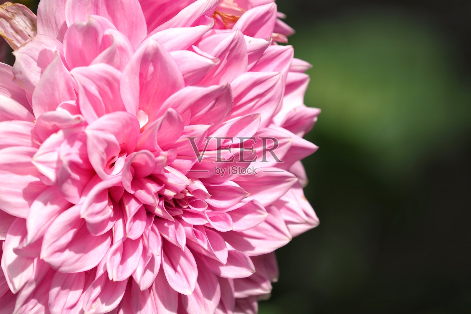 大丽花Pinnata花照片摄影图片