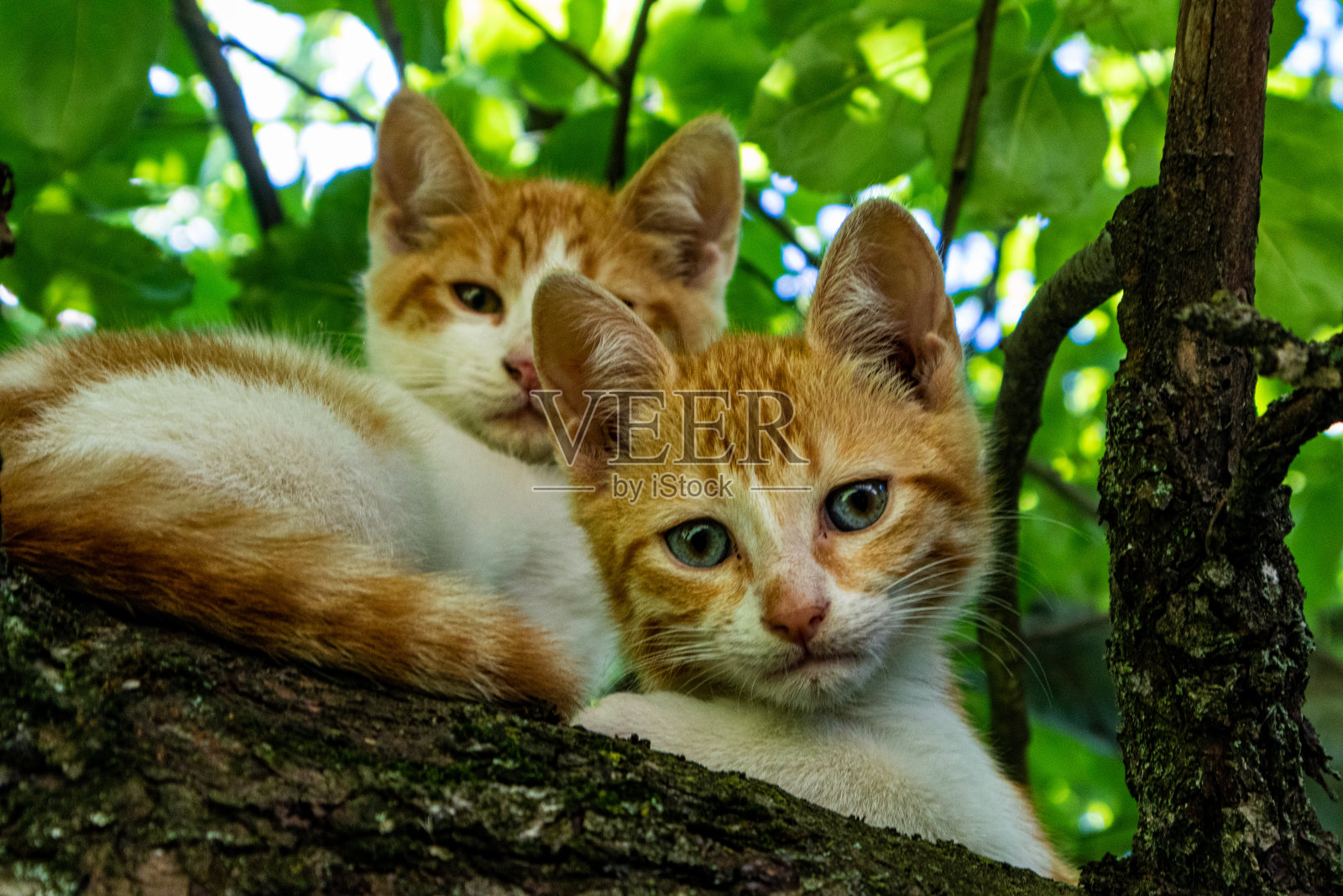 树上的小猫照片摄影图片