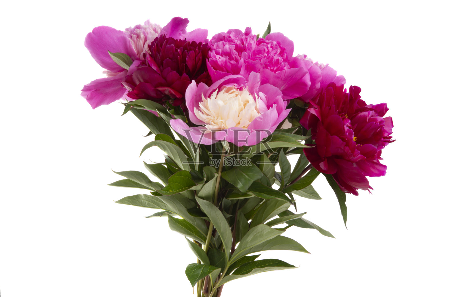 牡丹花朵孤立照片摄影图片