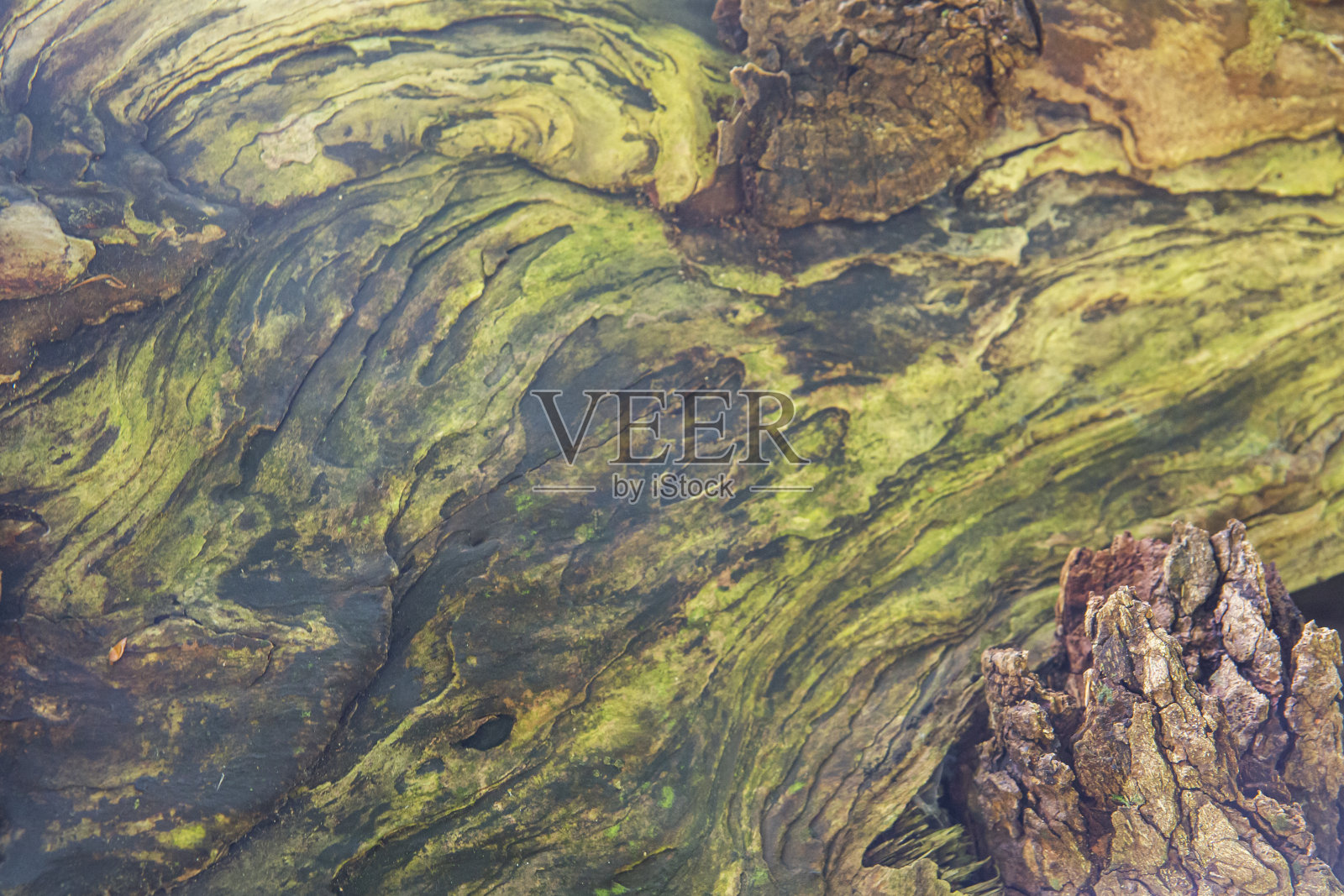 树皮结构，线条柔和，自然背景照片摄影图片