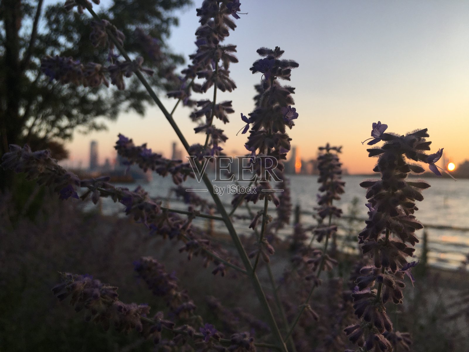 7月，纽约曼哈顿哈德逊河公园的日落。照片摄影图片