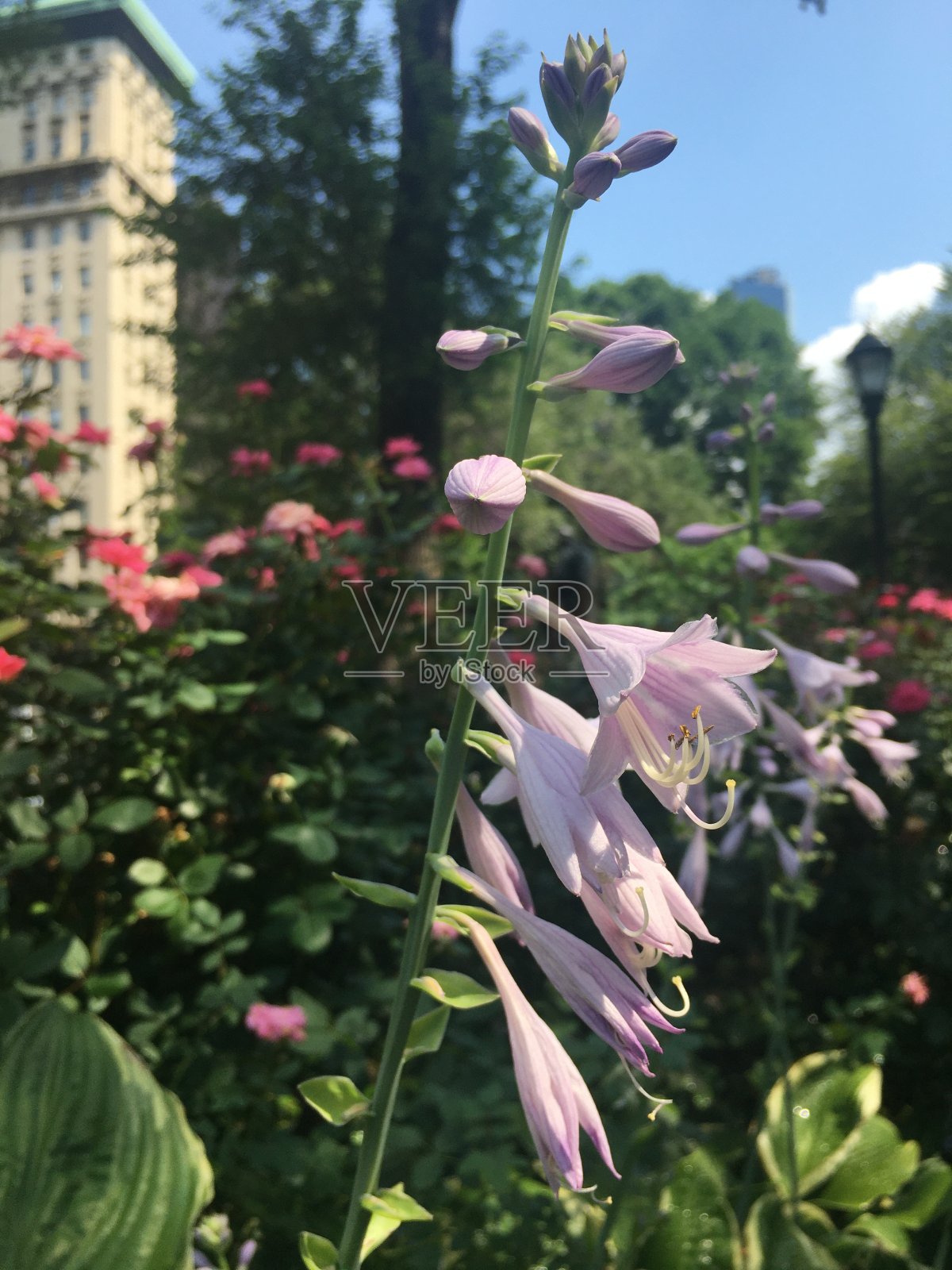 八月，纽约曼哈顿联合广场上的植物开花。照片摄影图片