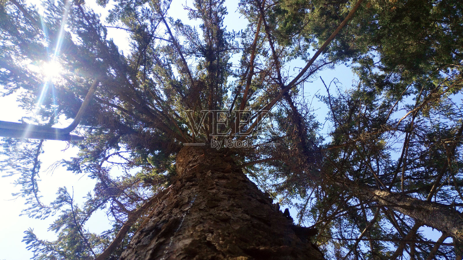 松树树干的底部视图照片摄影图片