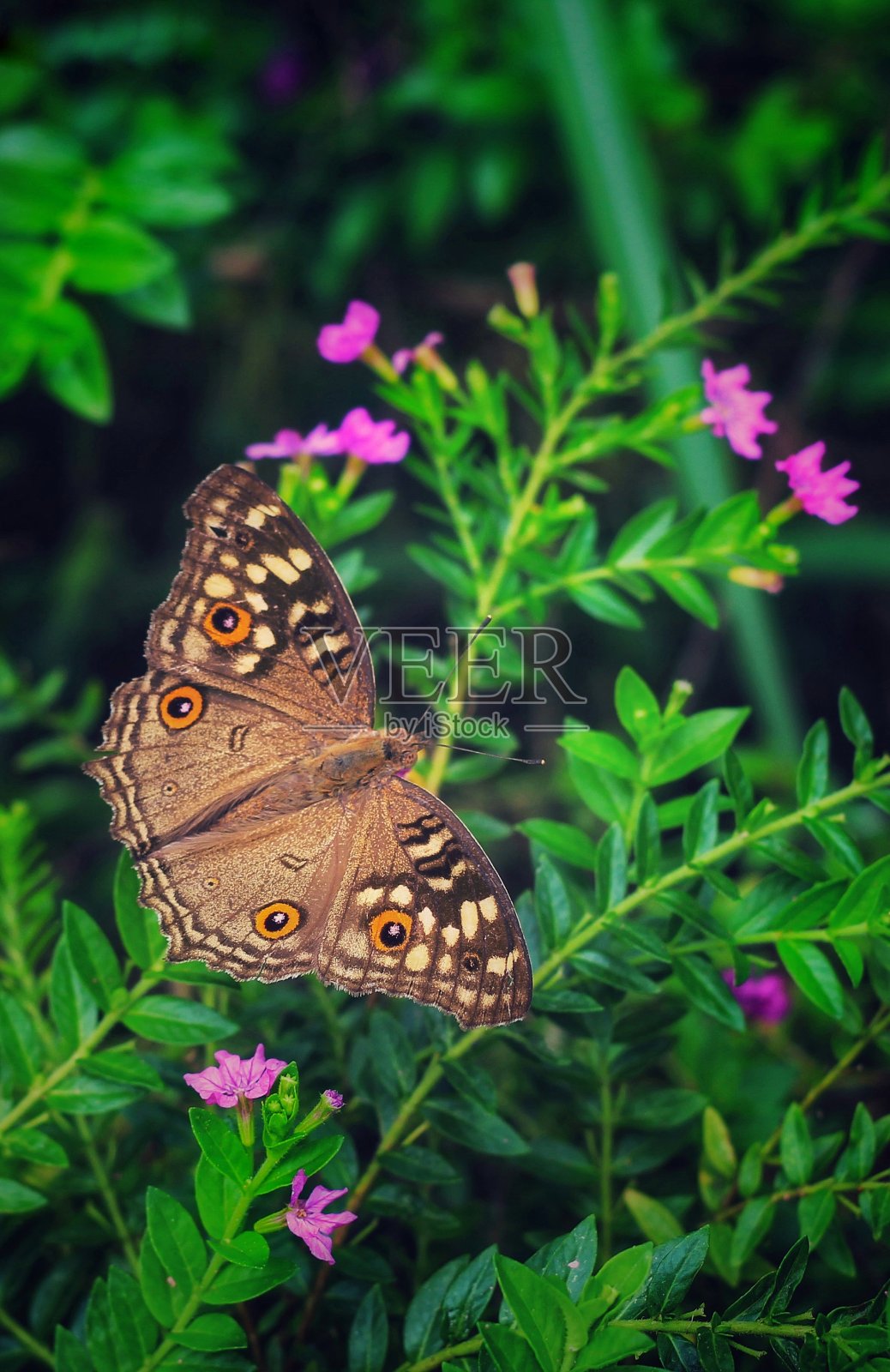 美丽的三色堇蝴蝶，有绿色和花的背景。照片摄影图片