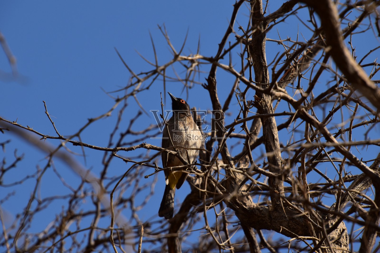 鸟栖息照片摄影图片