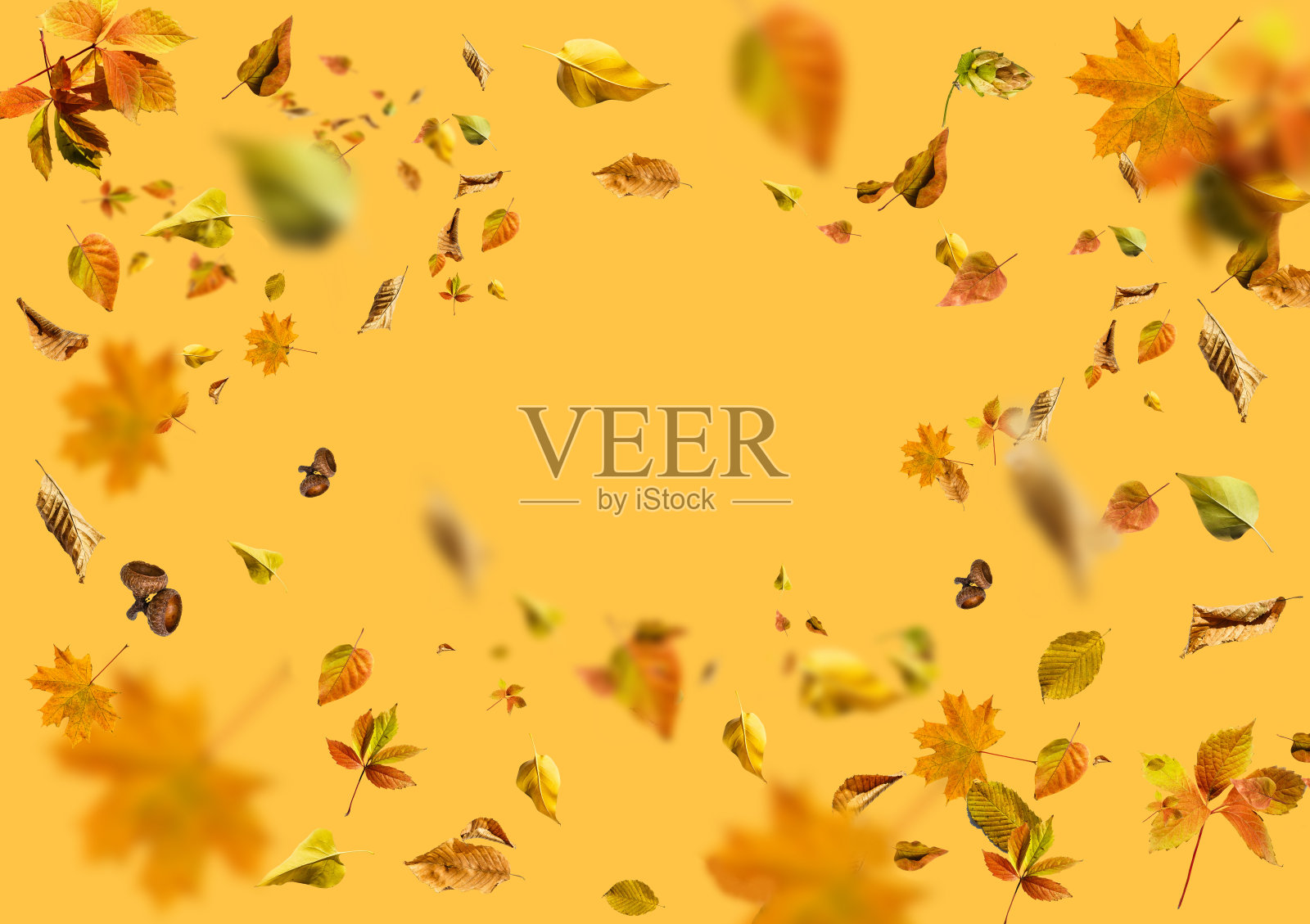 收集一套美丽多彩的秋叶孤立在黄色的背景照片摄影图片