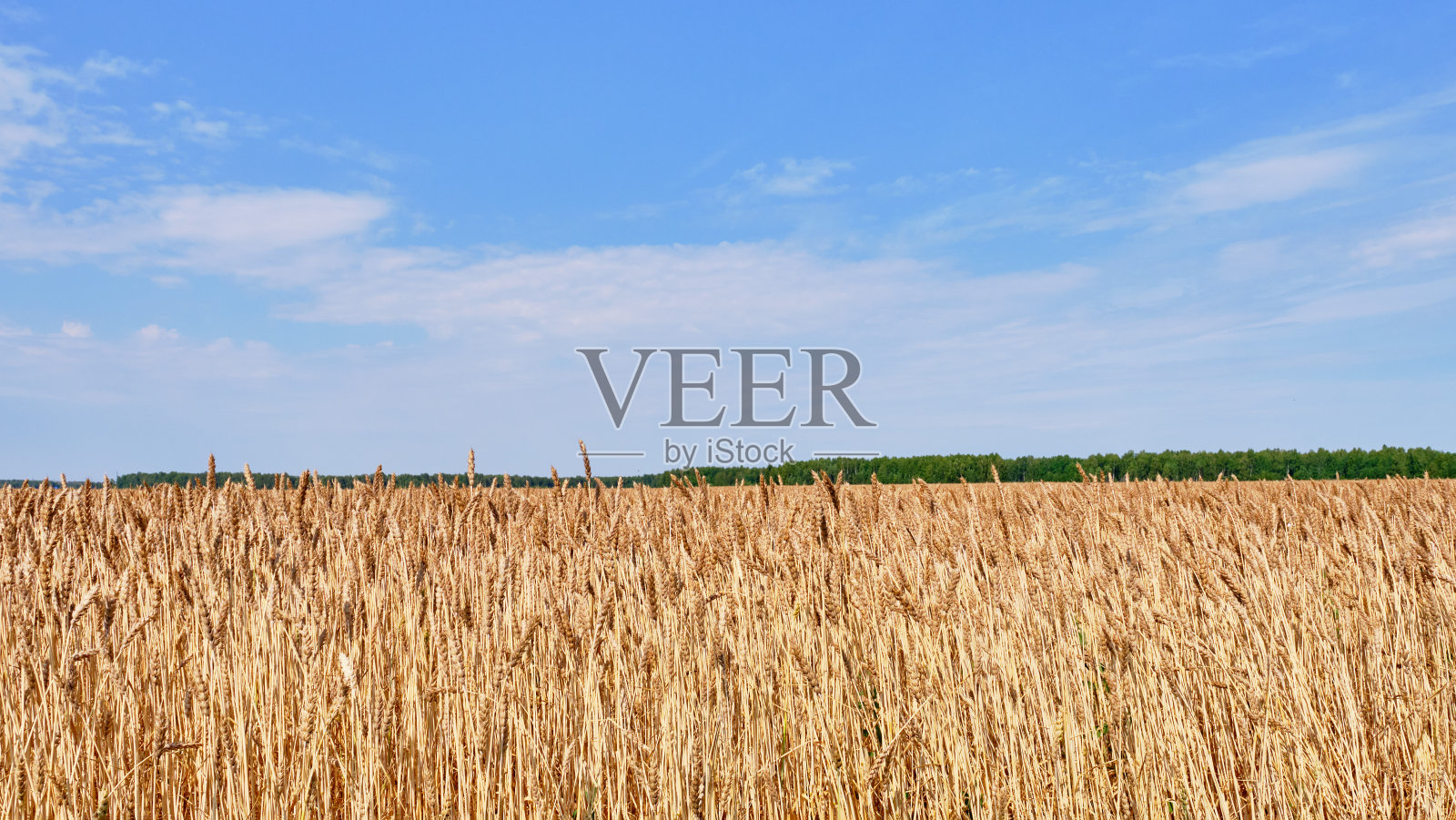 农田上的麦穗照片摄影图片