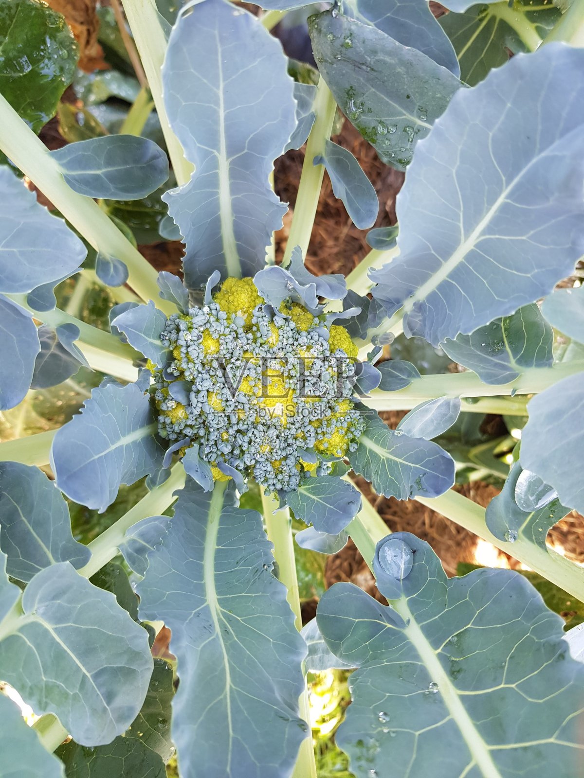 花椰菜卷心菜的幼芽照片摄影图片