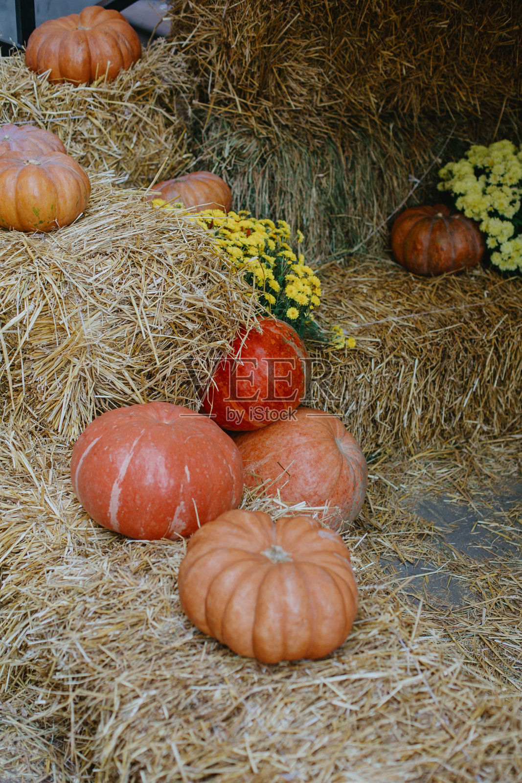 万圣节装饰。南瓜和干草上的秋花，欧洲城市街道的乡村节日装饰。感恩节和万圣节快乐照片摄影图片