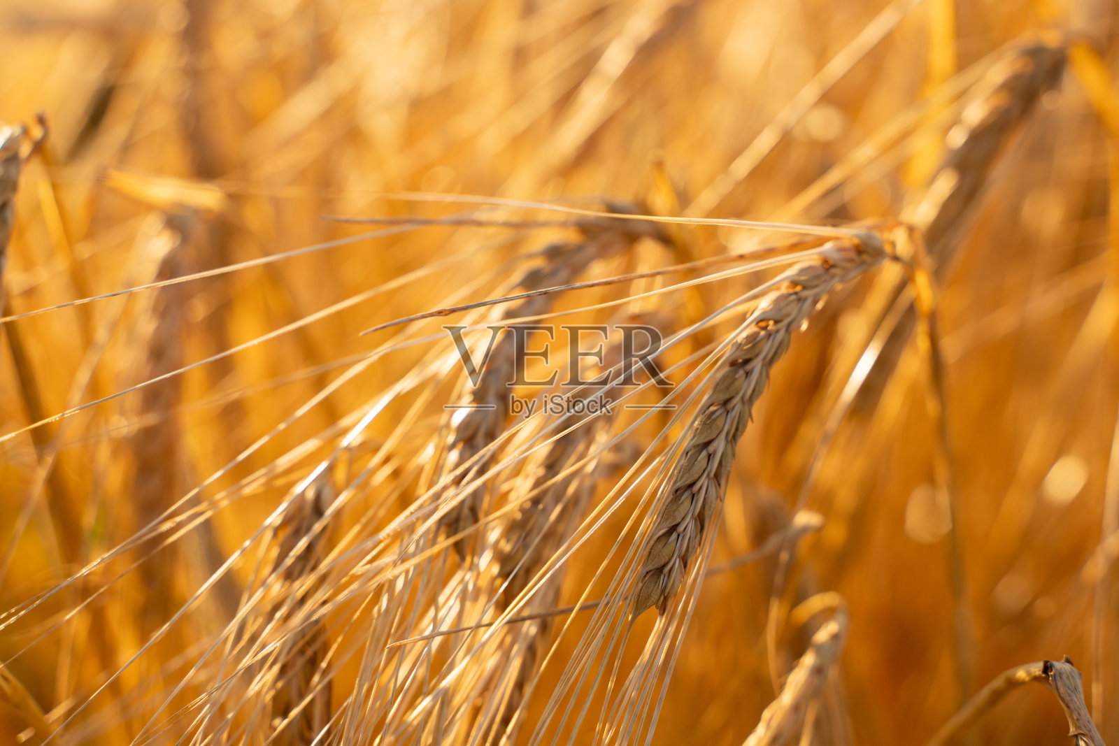 农业领域。成熟的大麦穗。丰收的概念照片摄影图片