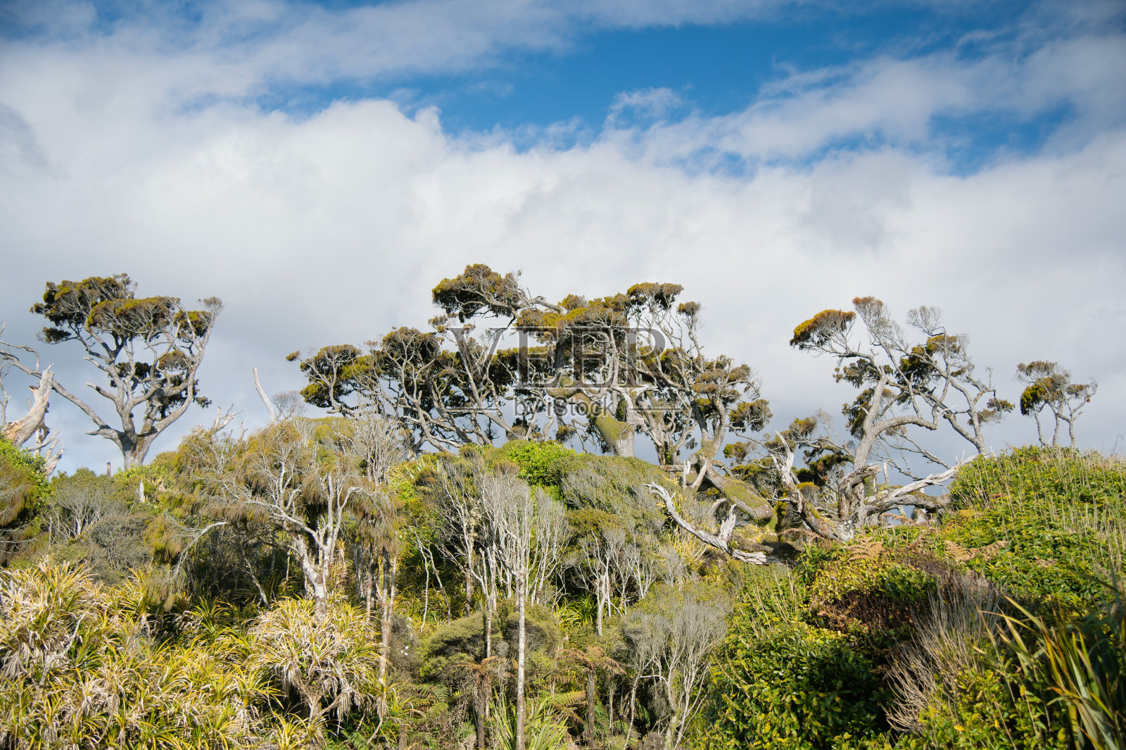新西兰风景优美，山水绿树蓝天照片摄影图片