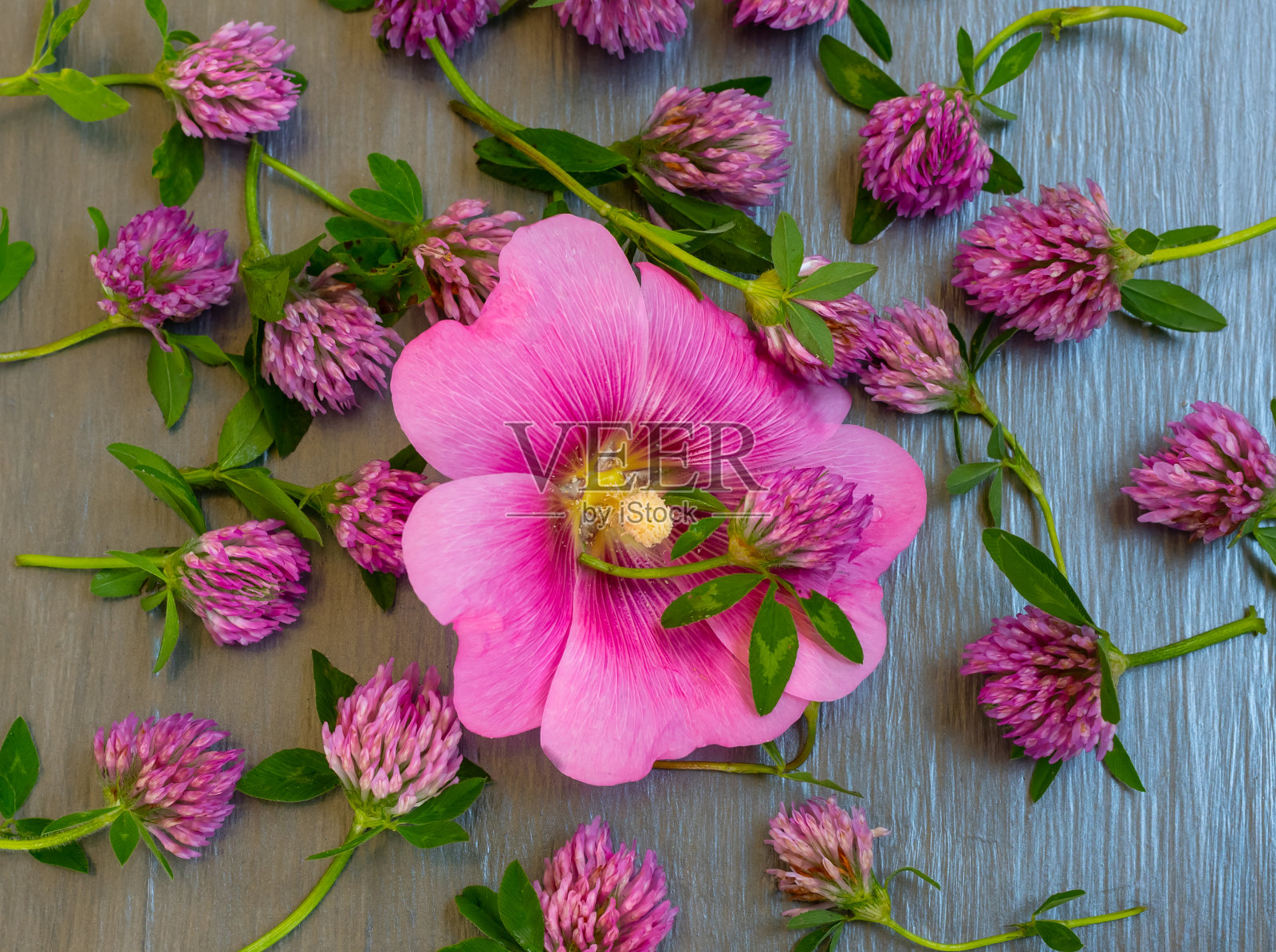 紫花组成-三叶草和锦葵。照片摄影图片