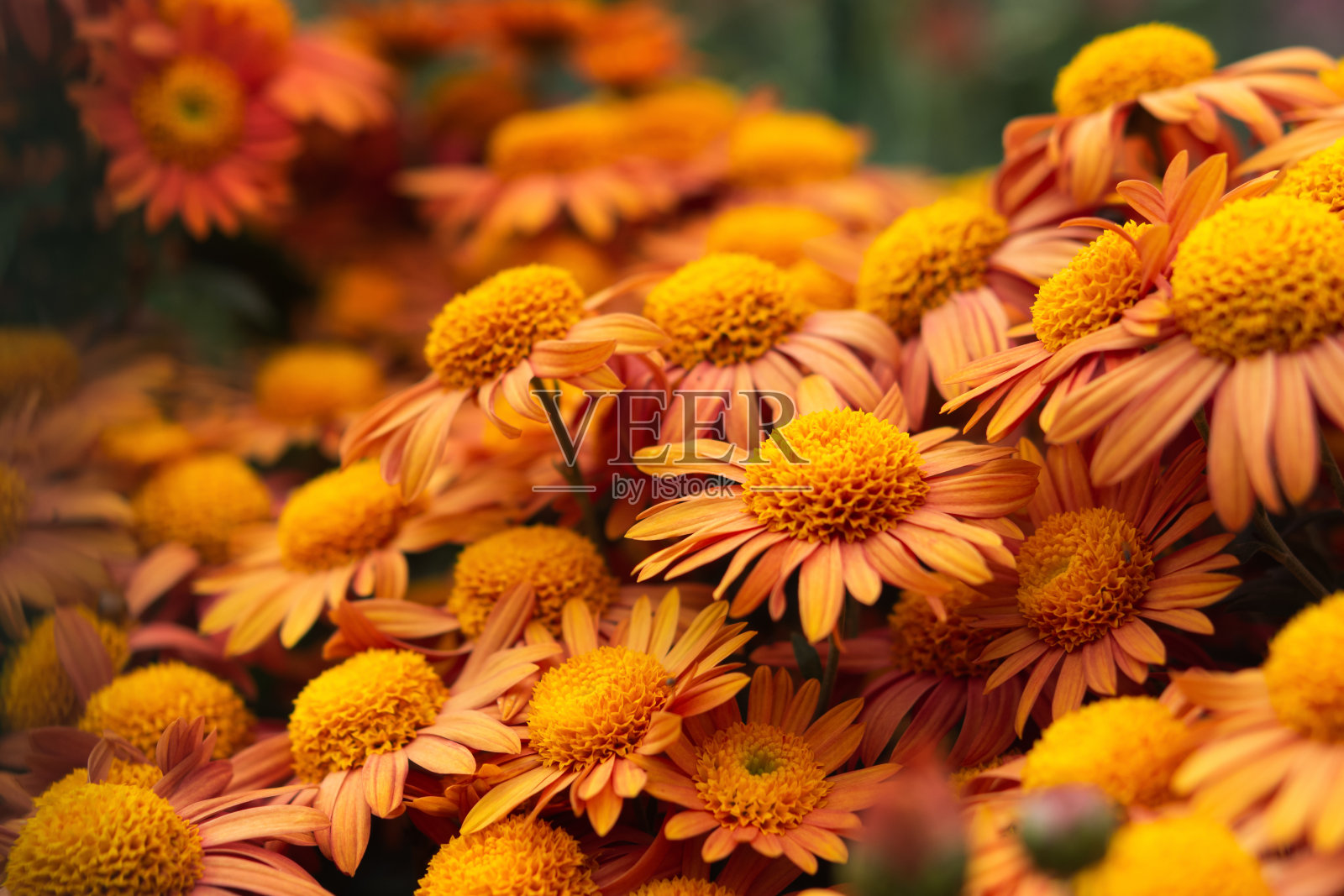 花园里的橙色菊花特写。美丽的秋花背景照片摄影图片