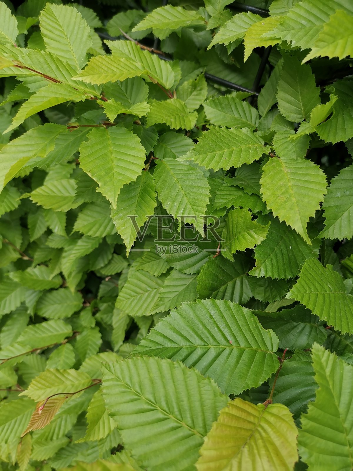 魅力的叶子照片摄影图片
