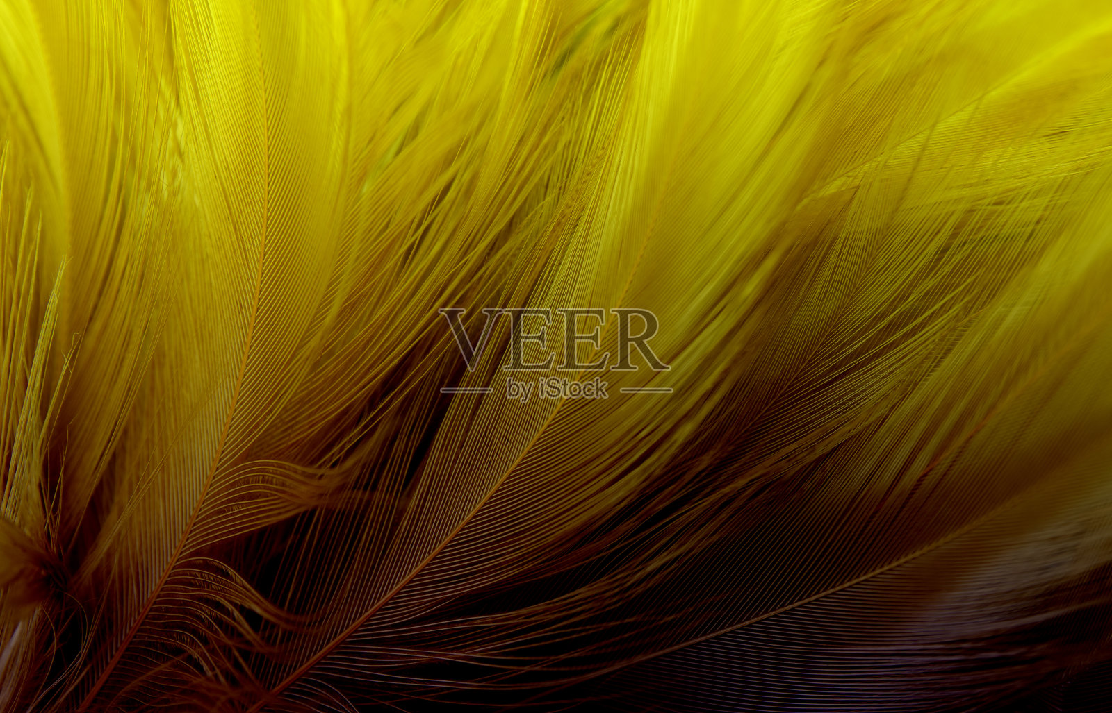 微距照片美丽的黄色深色羽毛复古纹理线背景。照片摄影图片