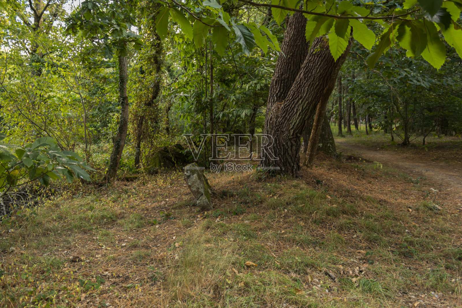 新石器时代法国卡纳克布列塔尼南部海湾莫比汉遗址森林中menhirs的排列照片摄影图片