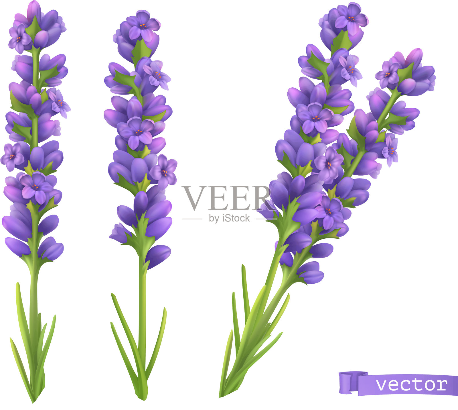 薰衣草花3d现实设置图标素材