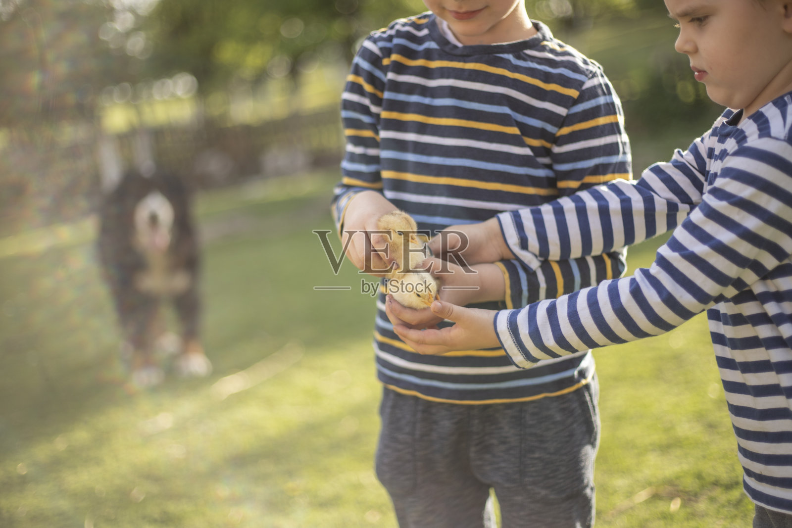 兄弟和小鸡照片摄影图片