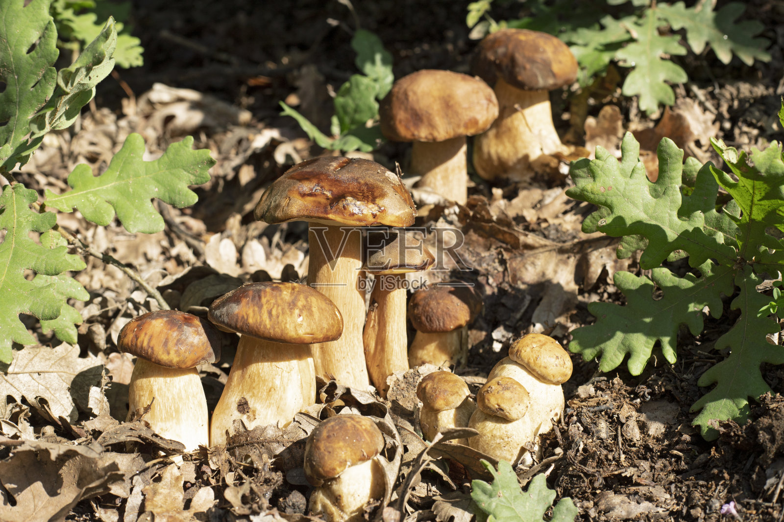 森林里的蘑菇照片摄影图片