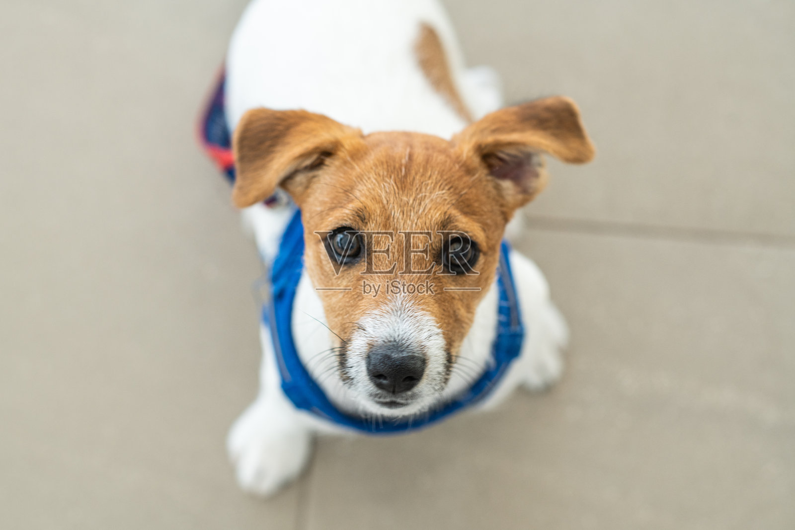 杰克罗素小狗照片摄影图片