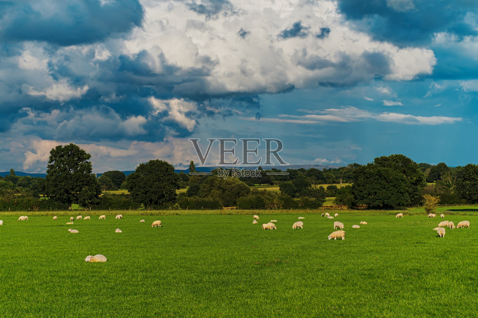 绵羊和小羊羔在田野里照片摄影图片