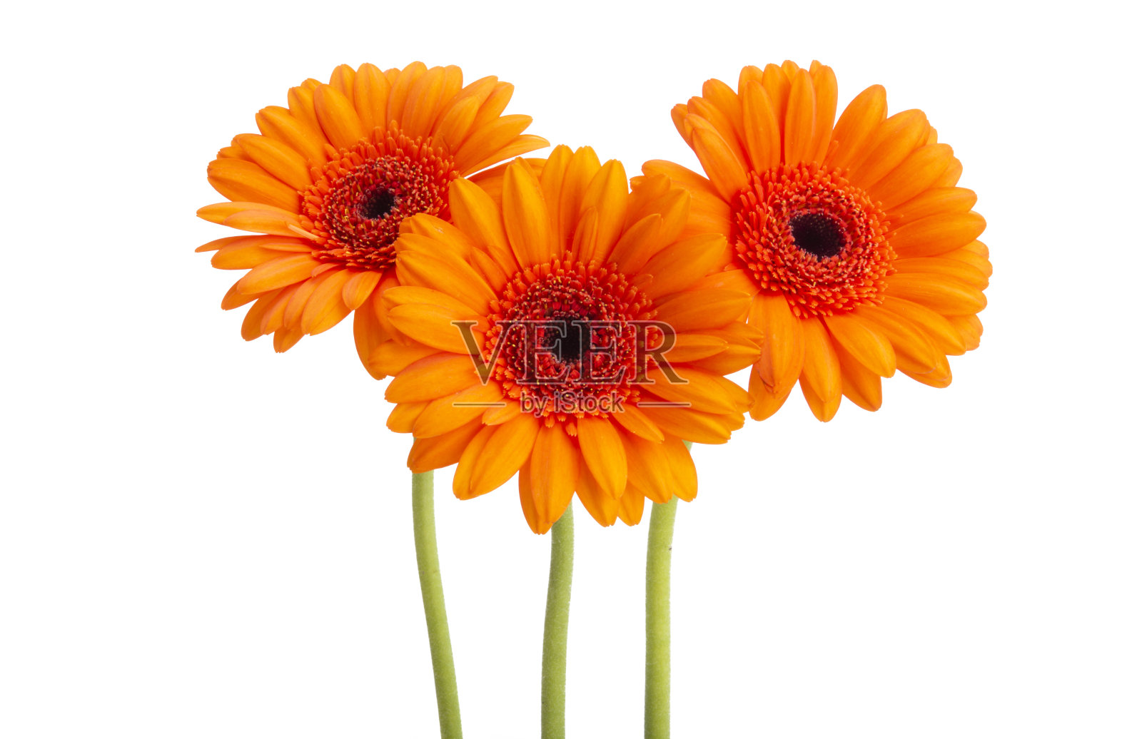 橙色大丁草孤立照片摄影图片