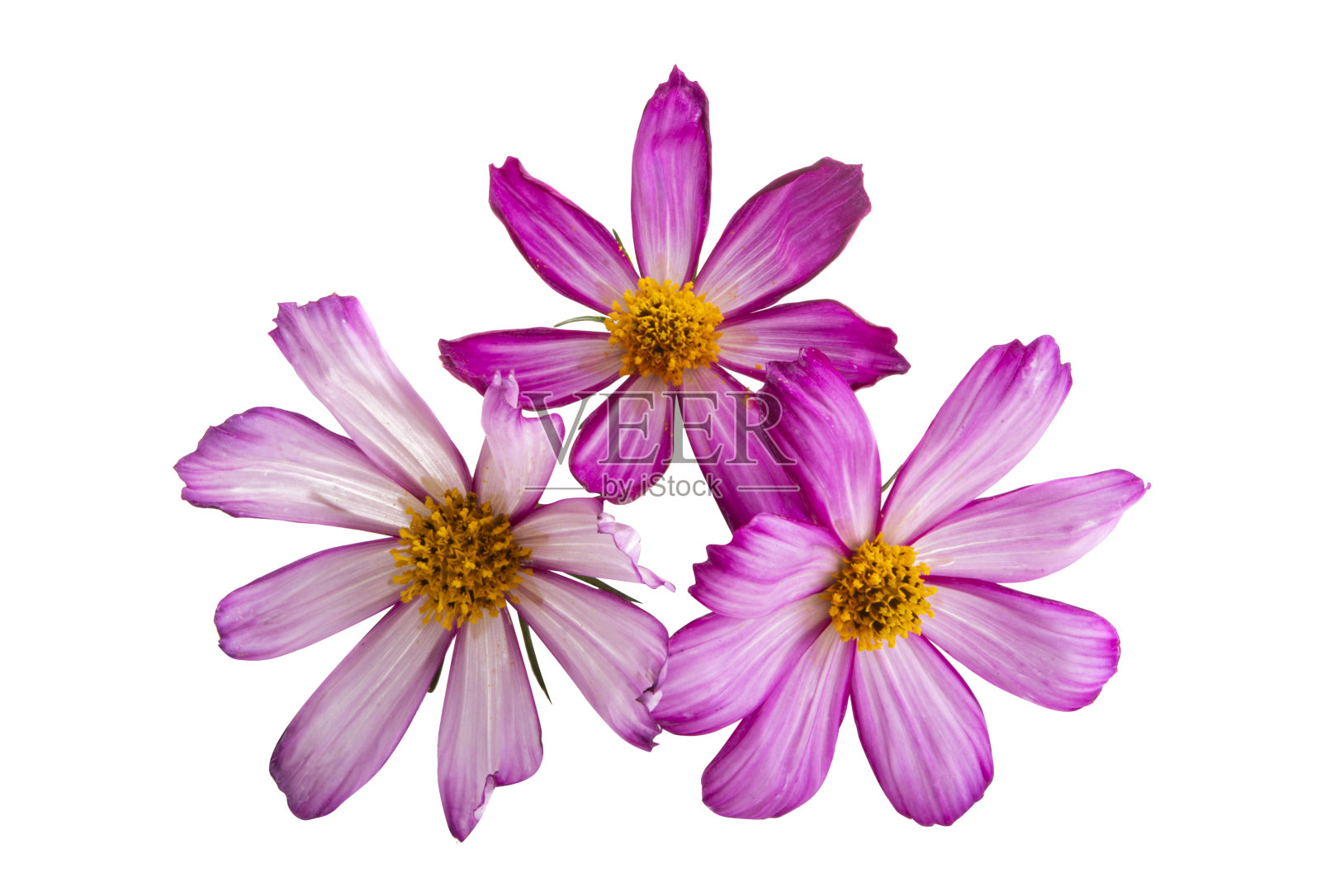 kosmeya鲜花孤立照片摄影图片