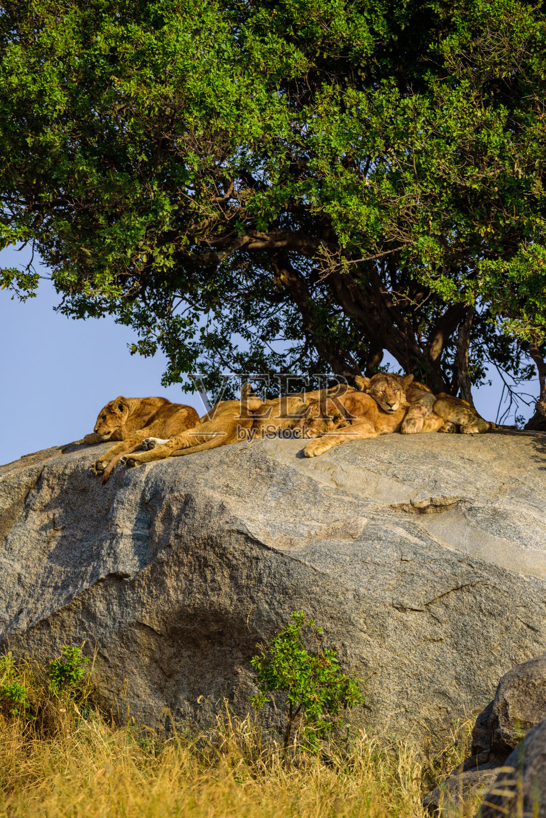 一群年轻的狮子躺在岩石上-美丽的草原日落风景。塞伦盖蒂国家公园的野生动物之旅，马赛马拉，非洲坦桑尼亚照片摄影图片