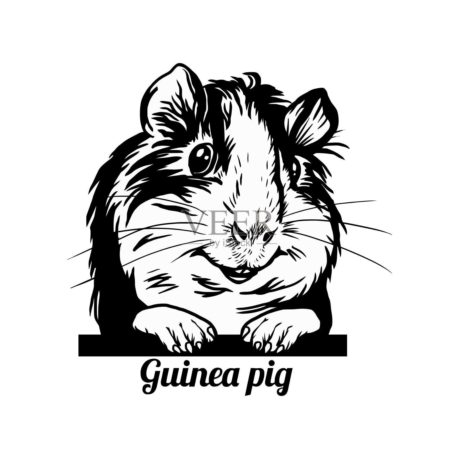 偷窥豚鼠-滑稽的豚鼠偷窥-脸头孤立在白色设计元素图片