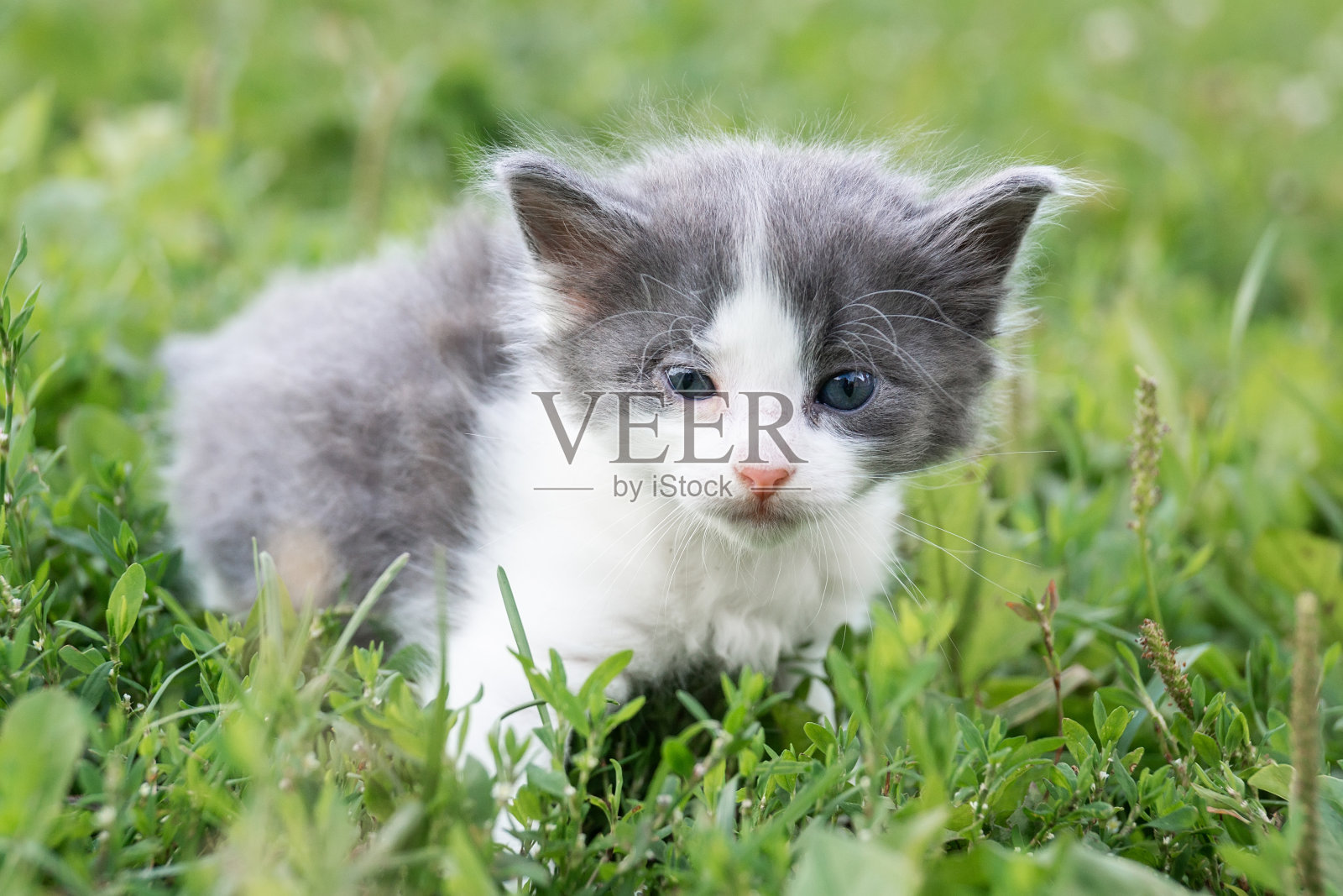 小猫在草地上。照片摄影图片