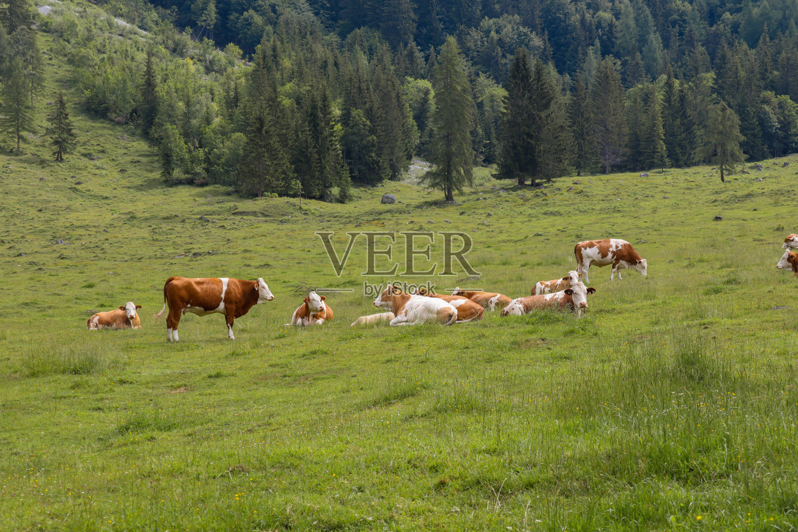 一群奶牛躺在山上的草地上照片摄影图片