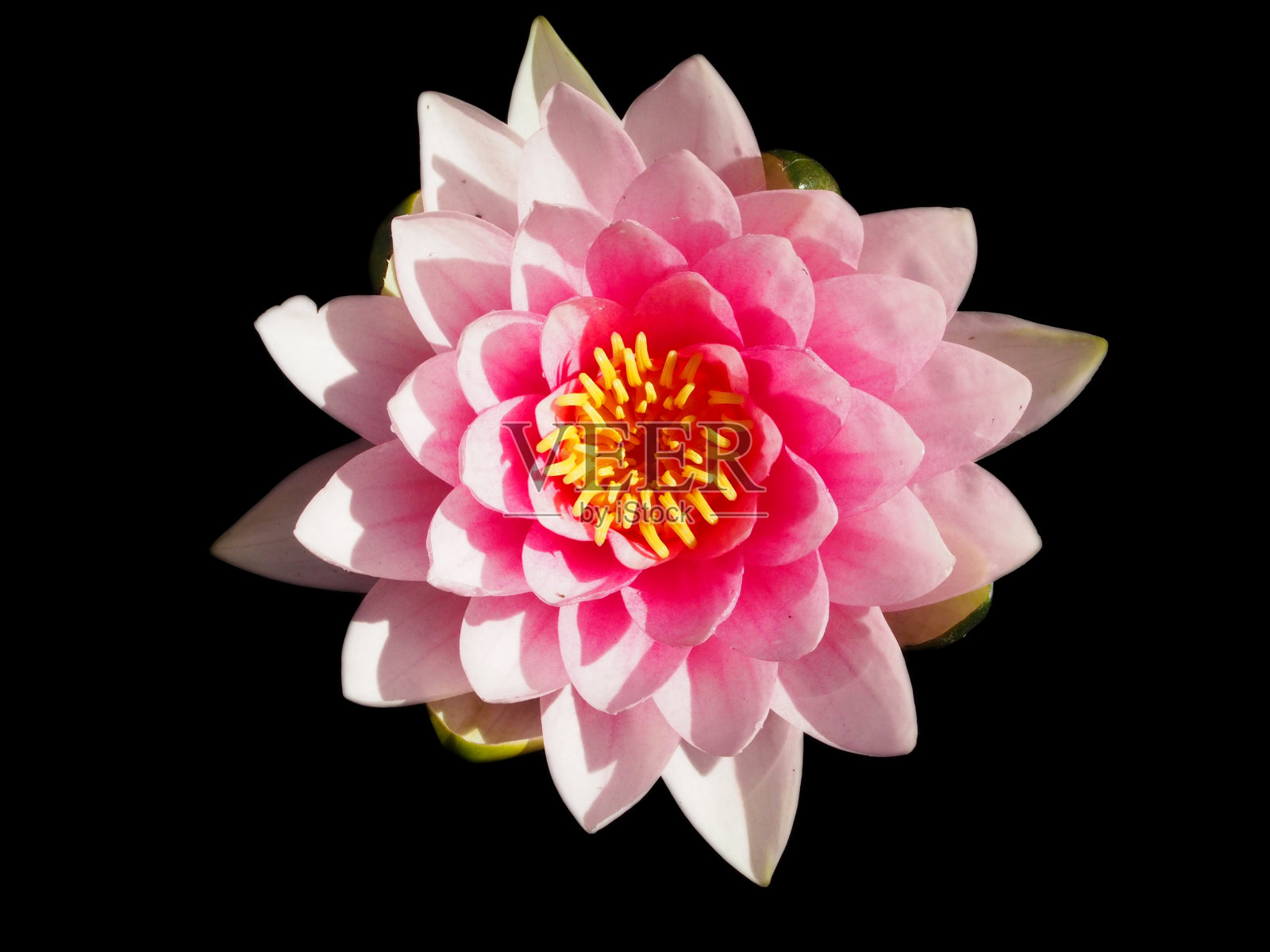 粉红色的睡莲花照片摄影图片