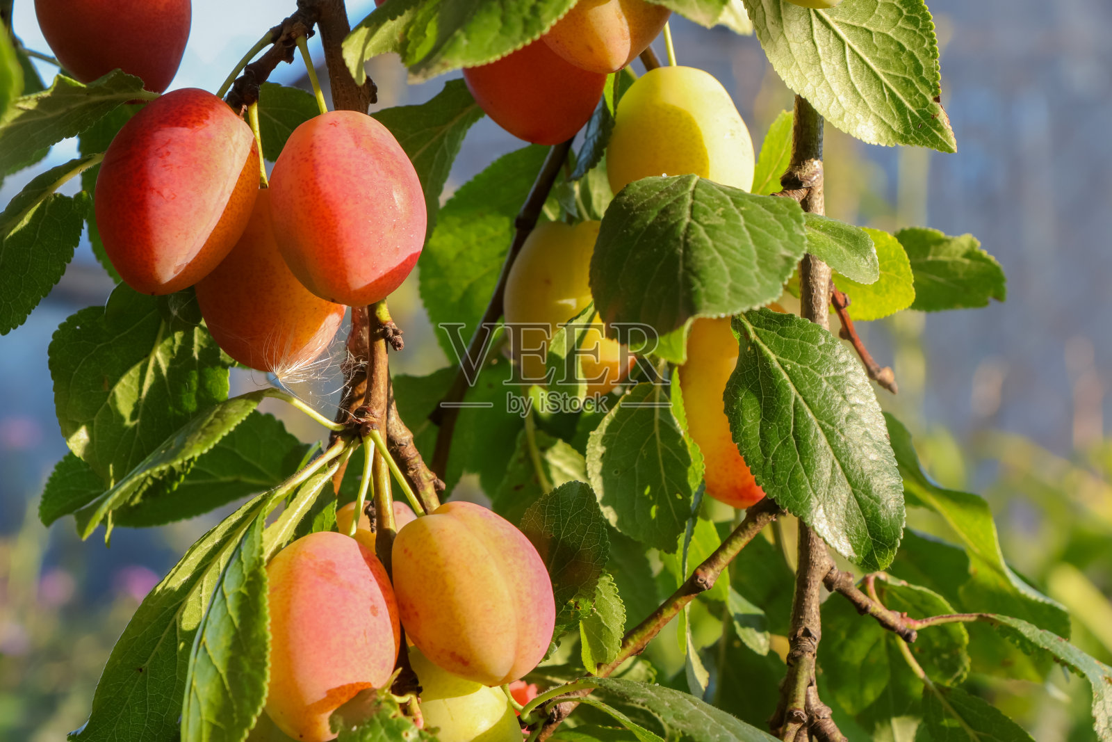 秋天的梅子在阳光明媚的花园里的树枝上。收获于乡村，美丽与馈赠于大自然，自然饮食，排毒饮食，照片摄影图片