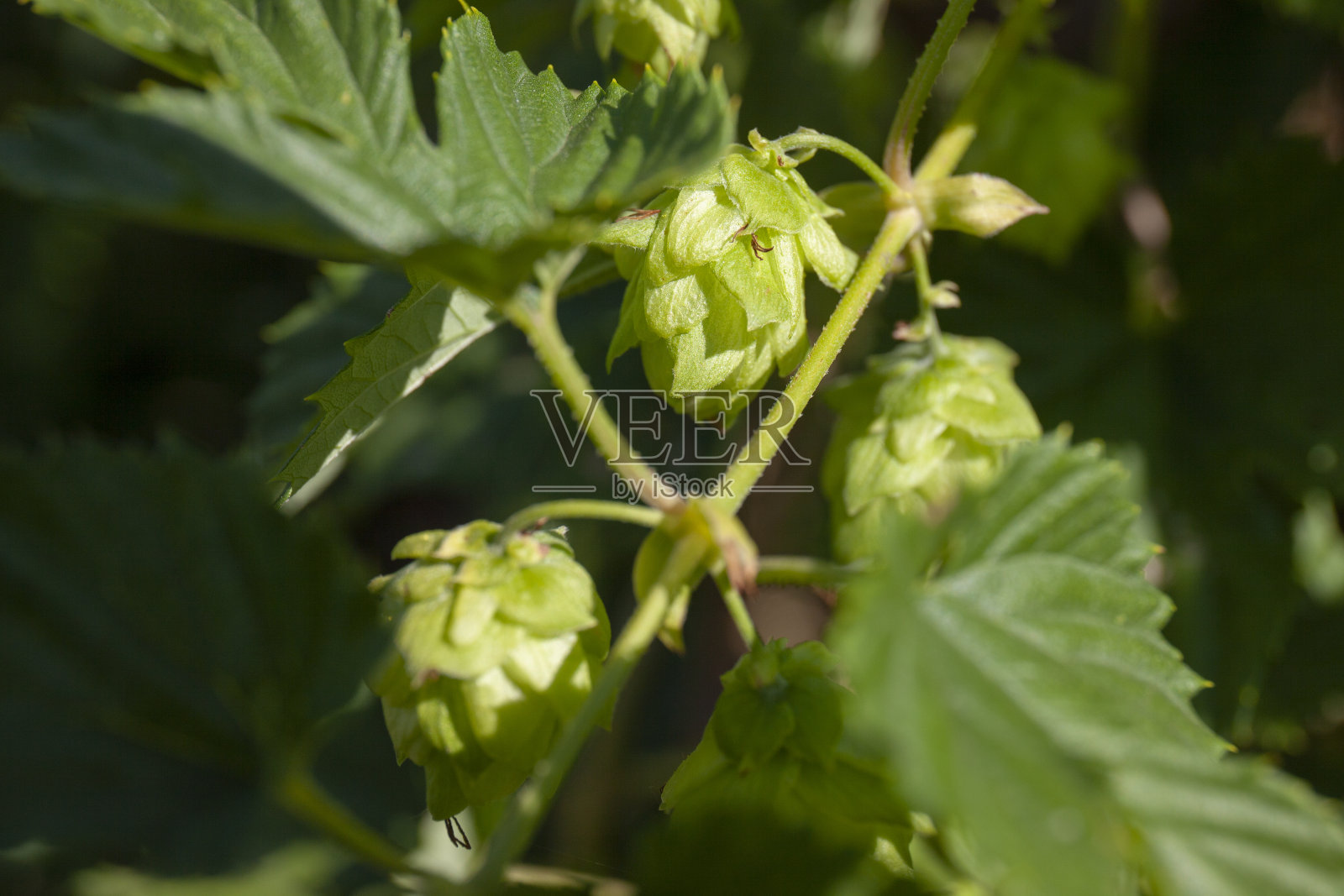酿造的普通啤酒花水果照片摄影图片