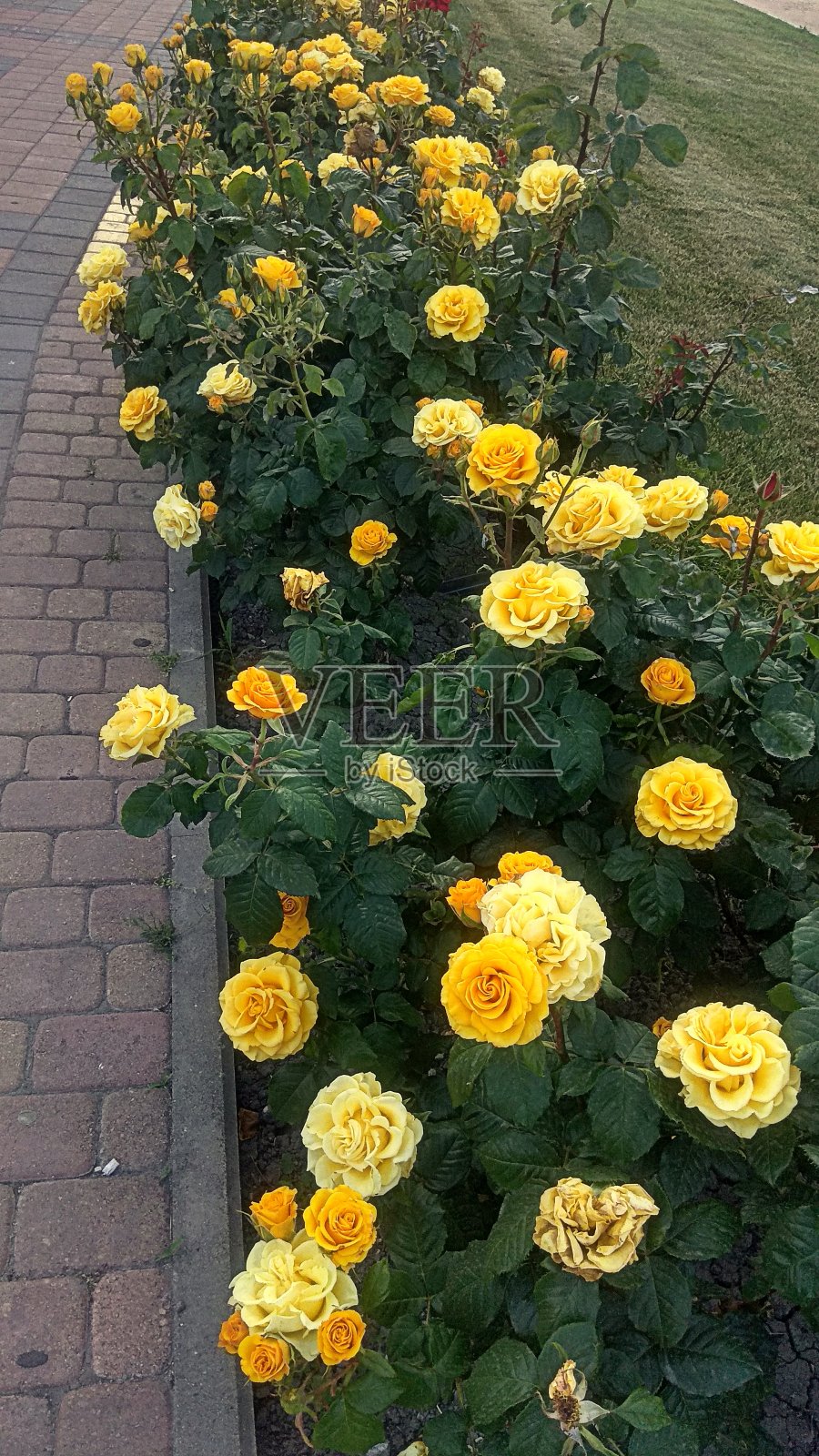 丰富的，变色龙，黄色玫瑰灌木，生长在一个花坛沿人行道。照片摄影图片