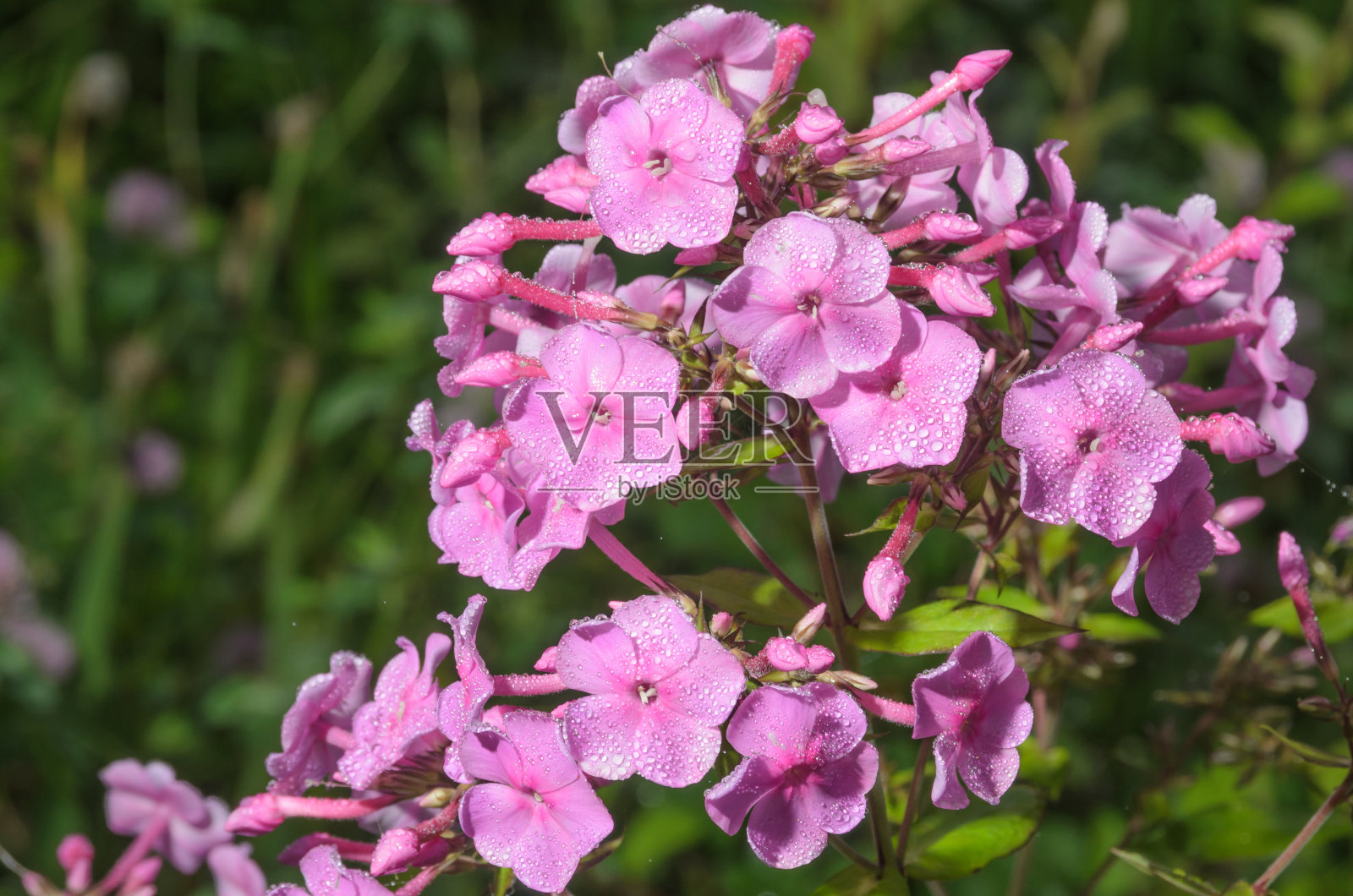 福禄考在清晨的露珠中开花。照片摄影图片