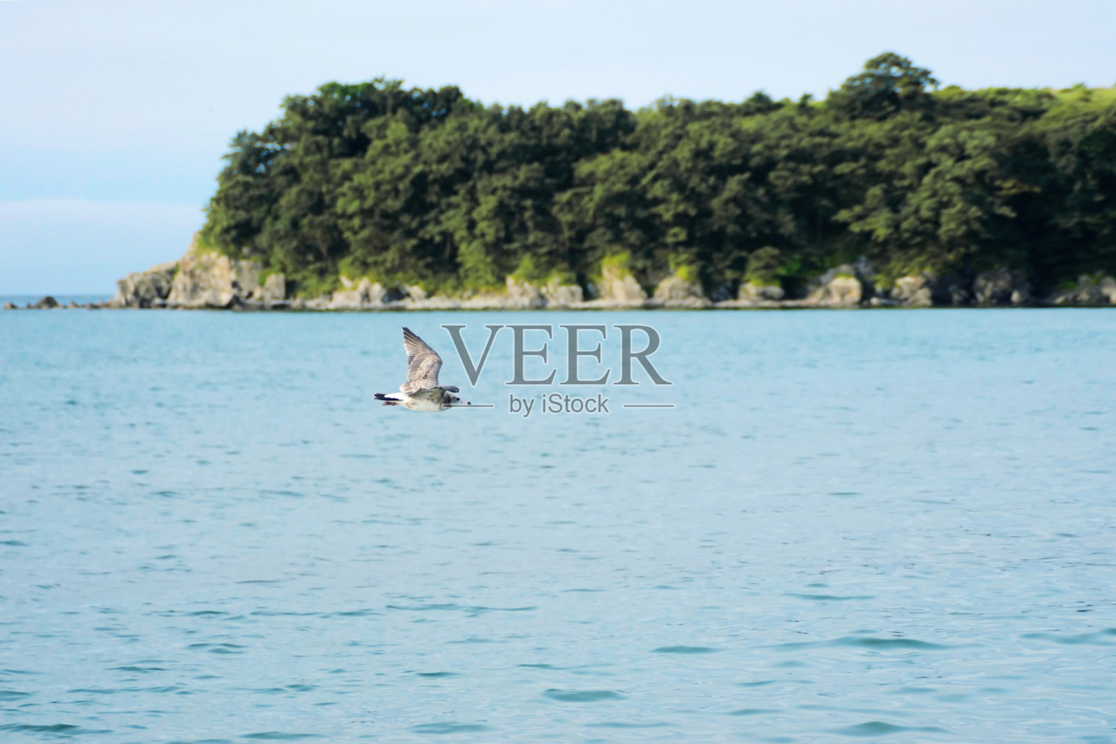 一只海鸥在一个模糊的石头岬的背景上飞过大海。照片摄影图片