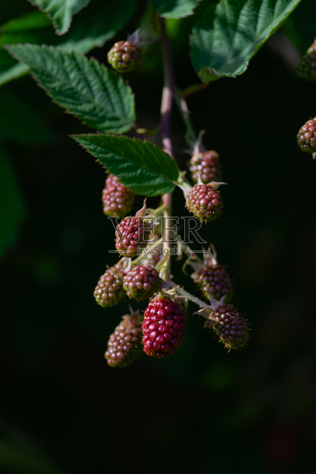 红色成熟无刺花园黑浆果，深色背景。照片摄影图片
