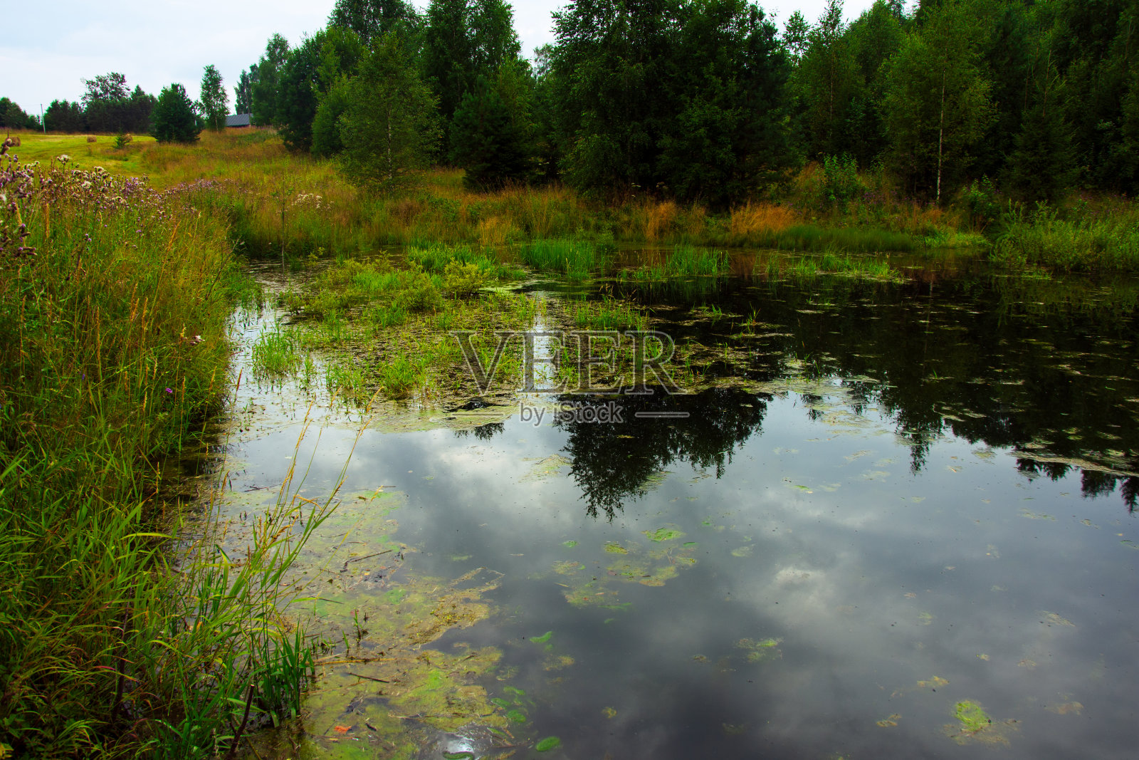 这条林河被一座人工水坝堵住了。洪水形成了一个小湖。生态平衡被人类破坏了。北部森林,针叶林照片摄影图片