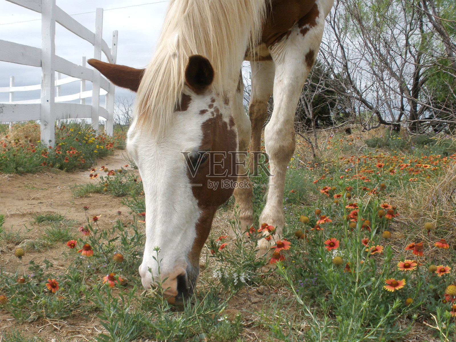 棕色和白色的马放牧照片摄影图片