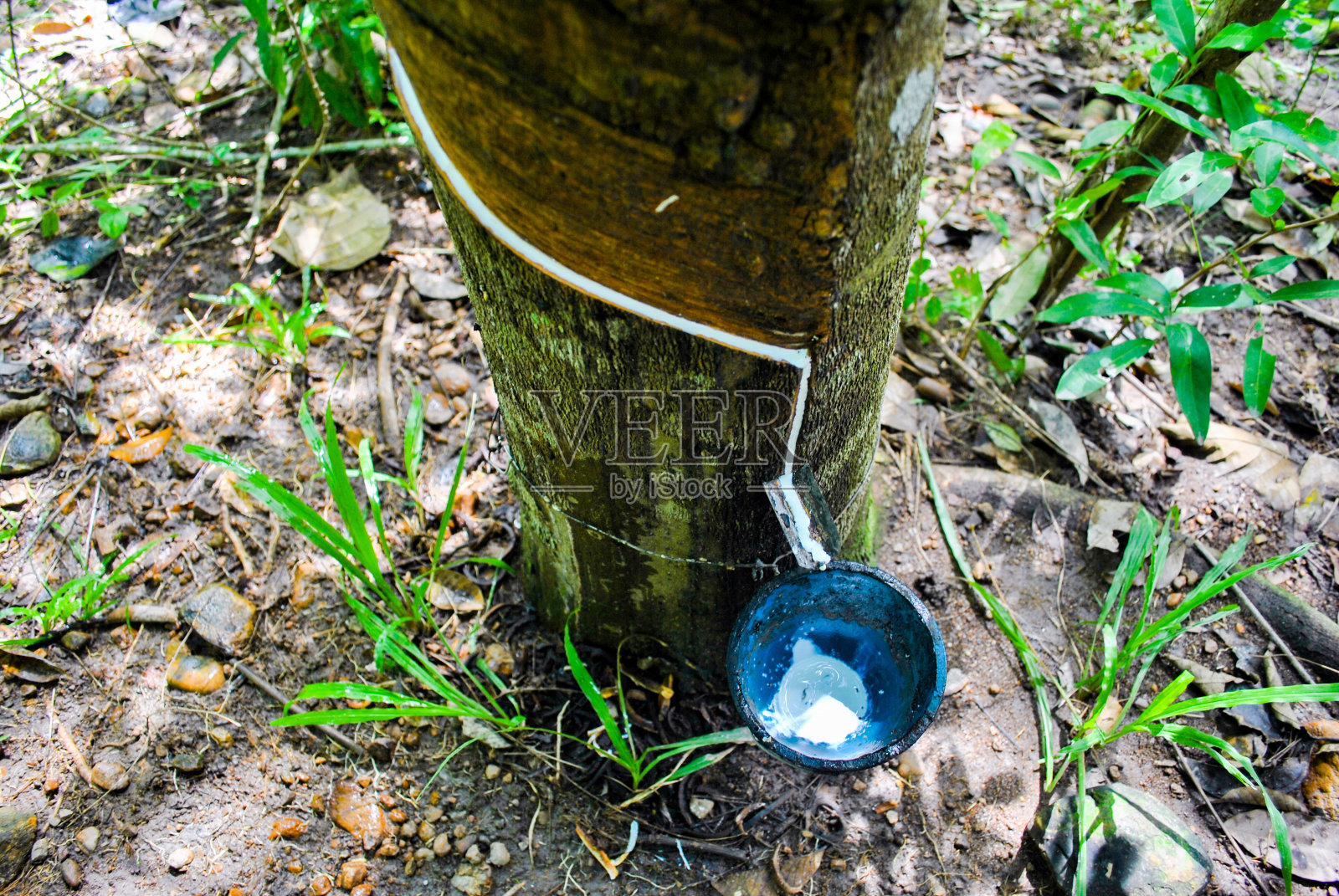 橡胶树的乳汁放进一个塑料碗里。照片摄影图片