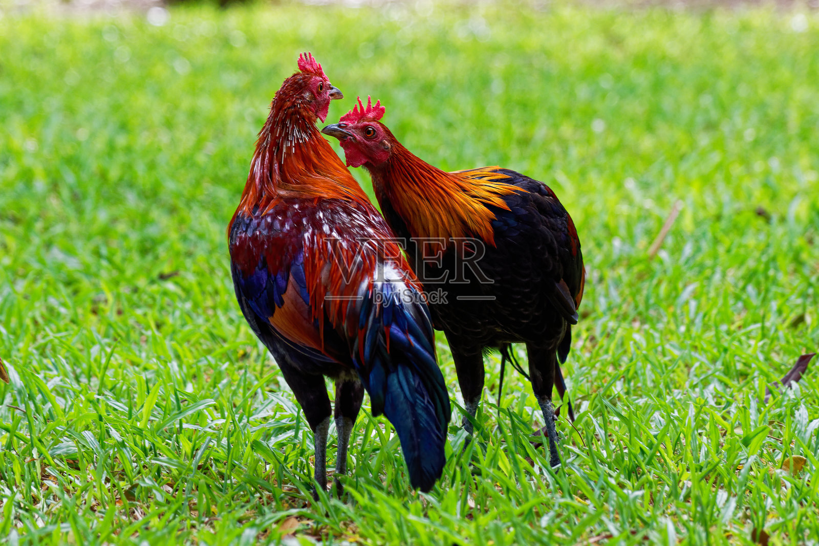 绿色田野里的两只本地母鸡照片摄影图片