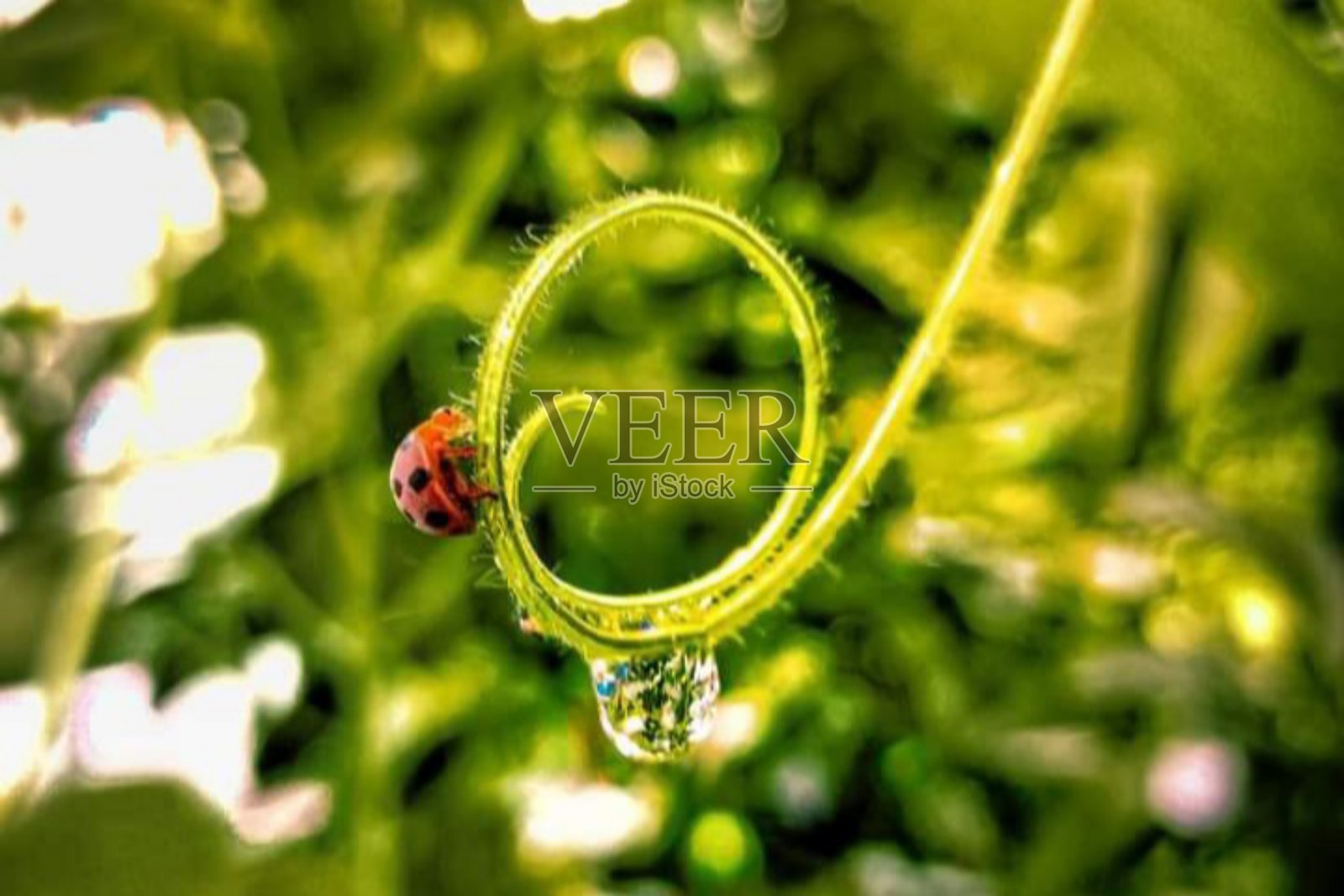 昆虫照片摄影图片