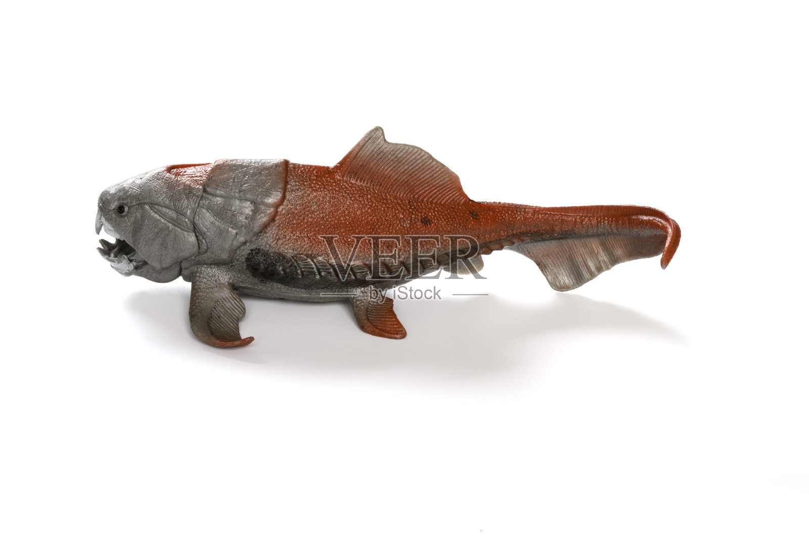 侧视图Dunkleosteus terrelli模型在白色照片摄影图片
