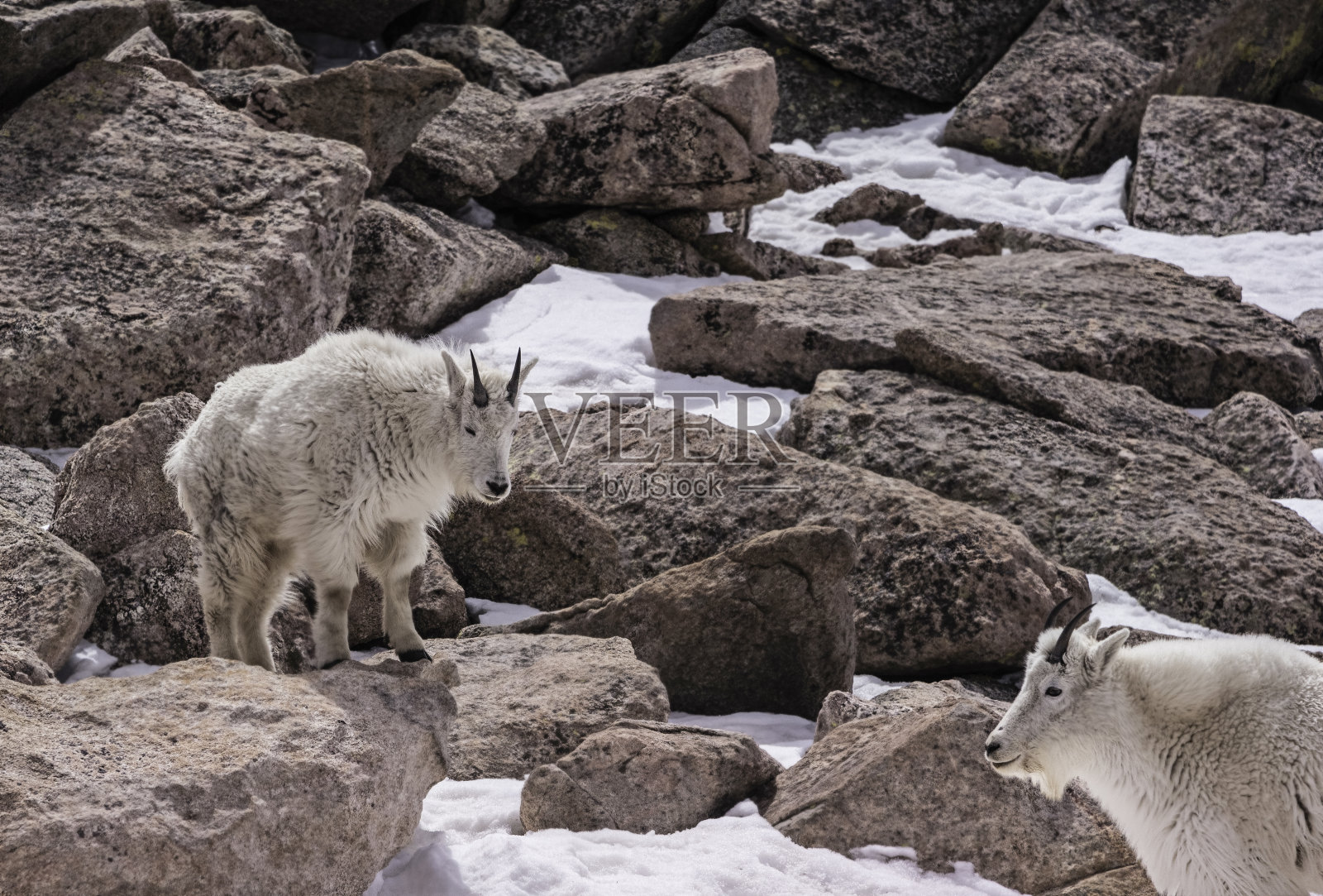 两只山羊在雪地里的巨石上攀爬照片摄影图片