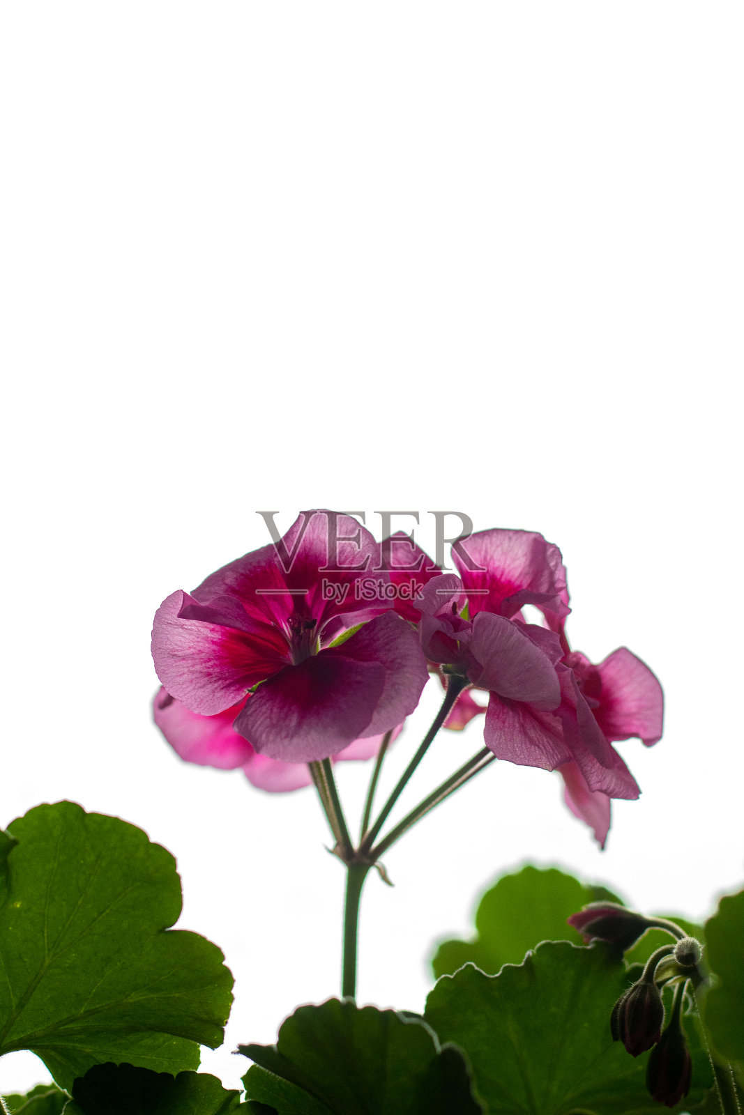 美丽的花照片摄影图片