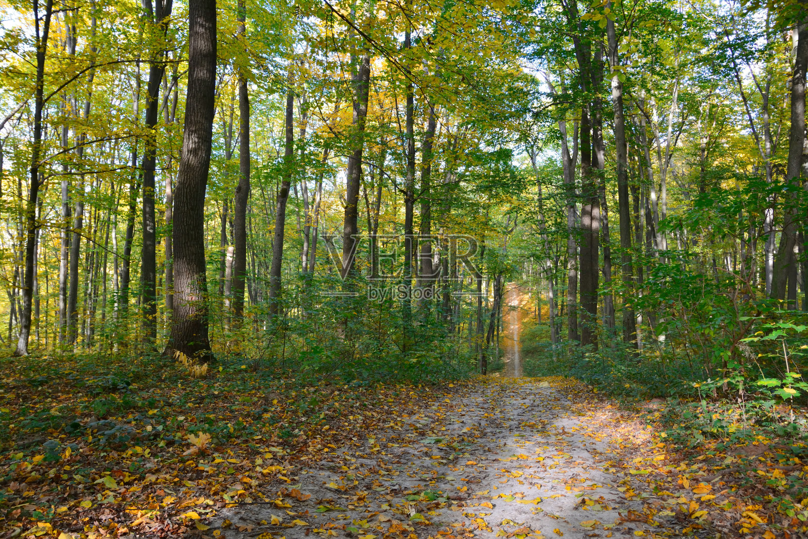 路在秋天的森林里照片摄影图片