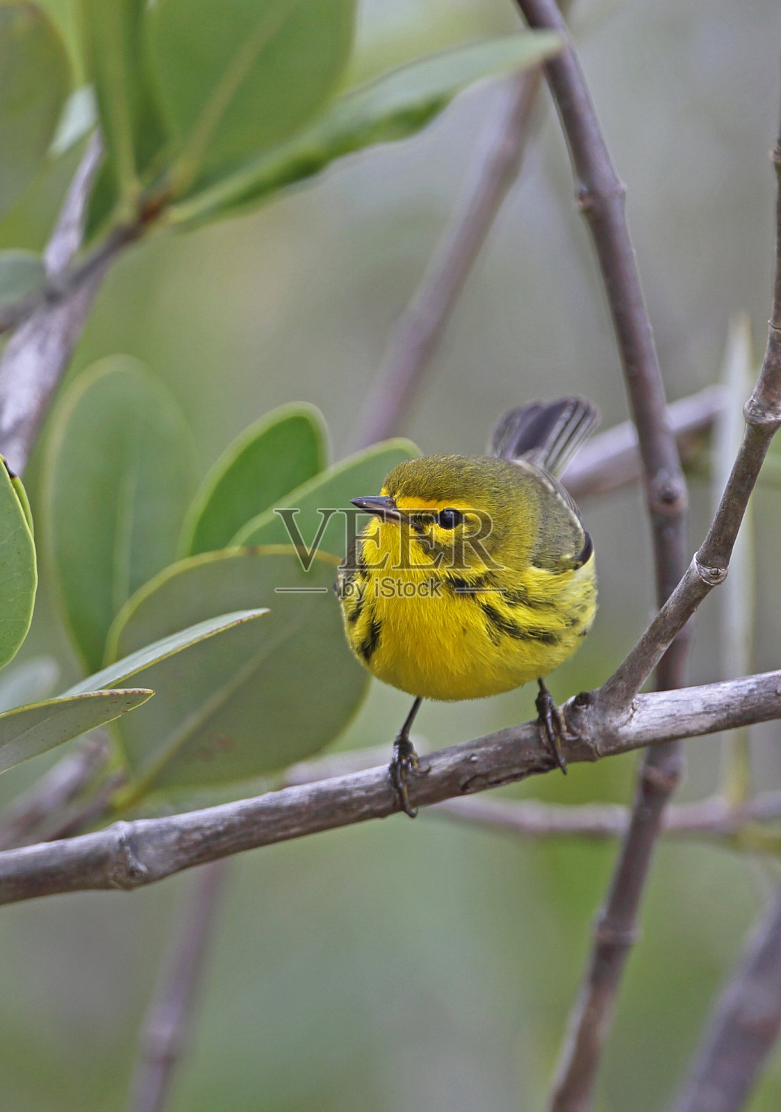 普拉里·沃布勒照片摄影图片